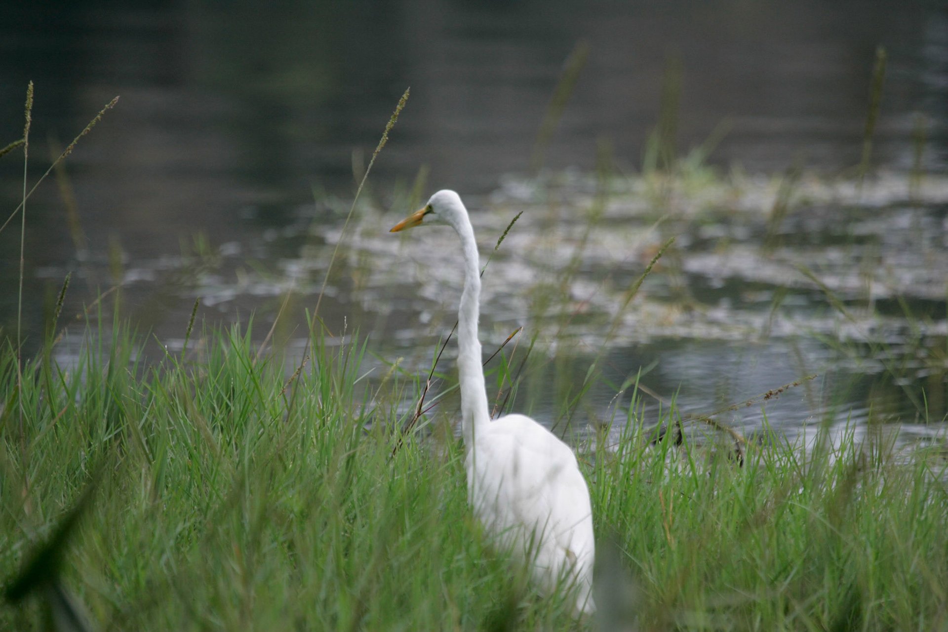 Great white heron - Interlachen, FL