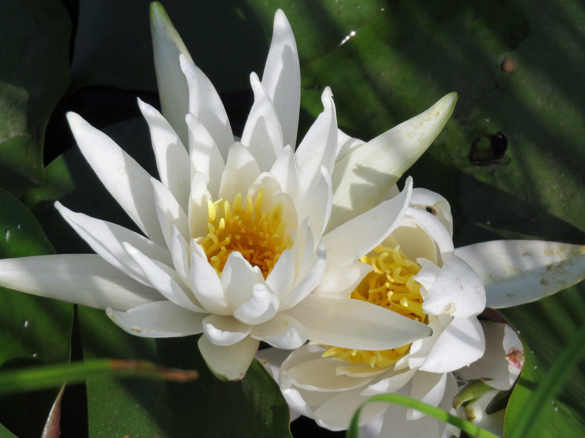 Water Lily in pond at home