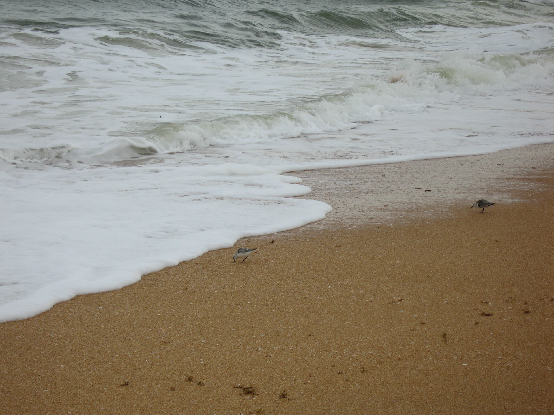 Sanderling, beach wading birds - Flagler Beach, Florida