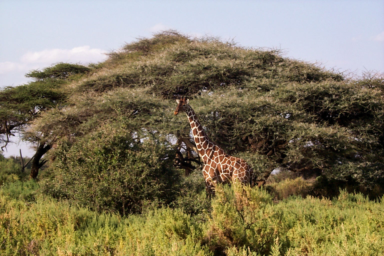 African photo safari, giraffe - Kenya