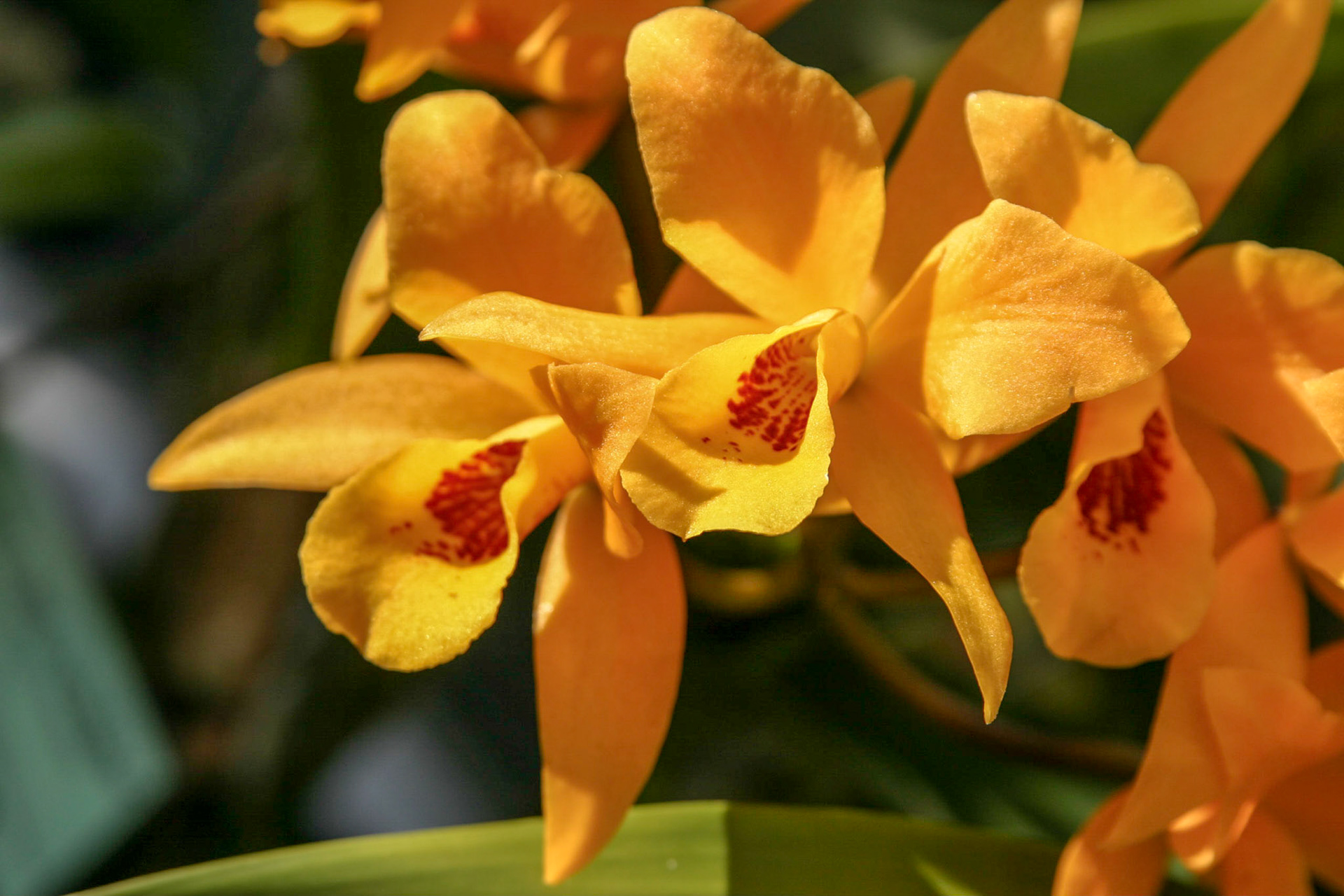 Orchids at the National Botanical Gardens - Washington DC