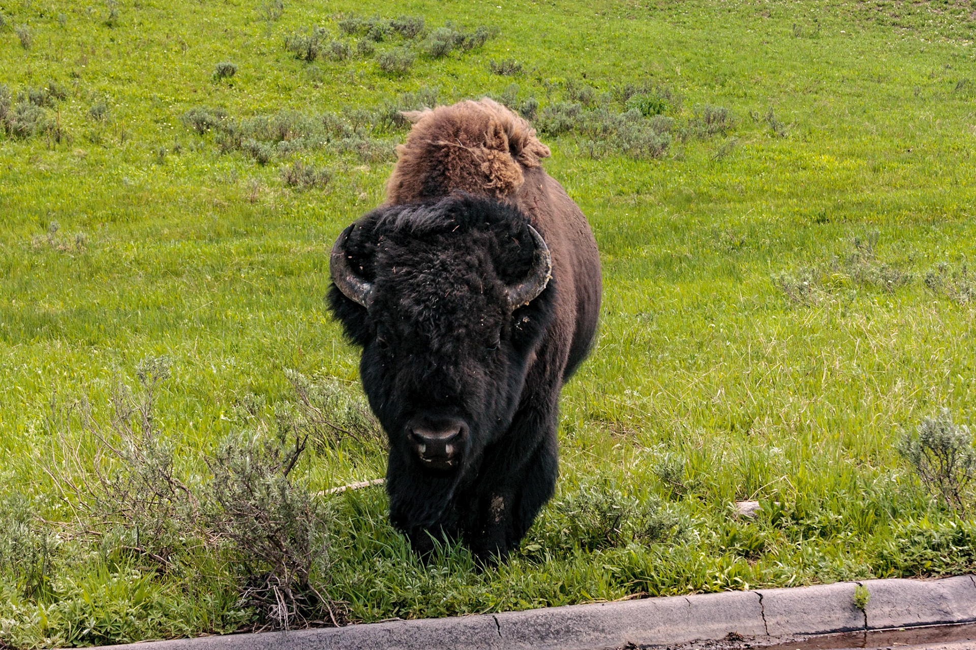 Yellowstone National Park