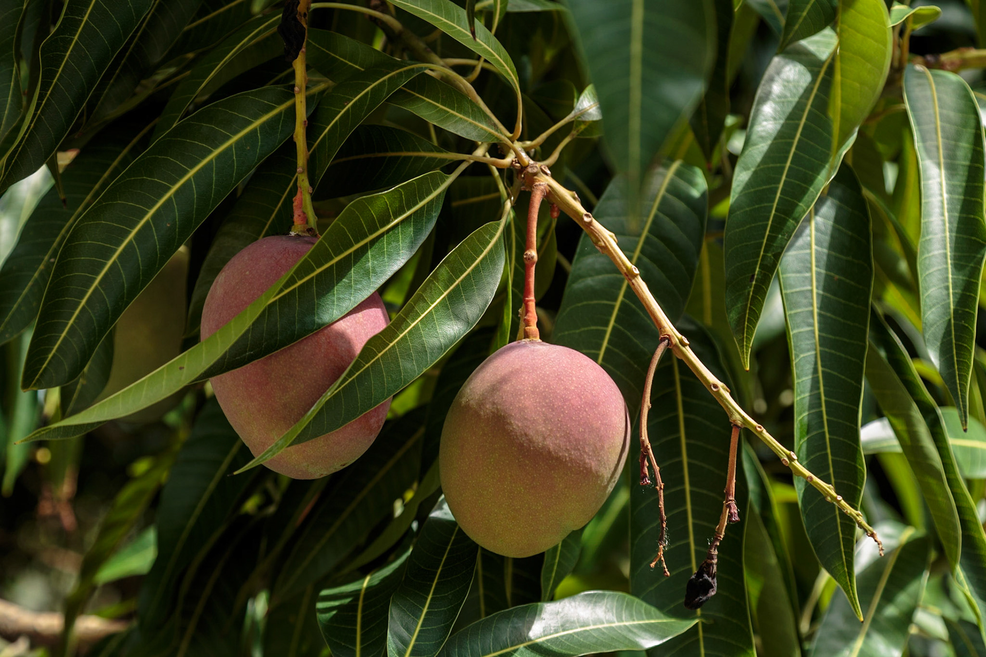 Mango - St Lucia