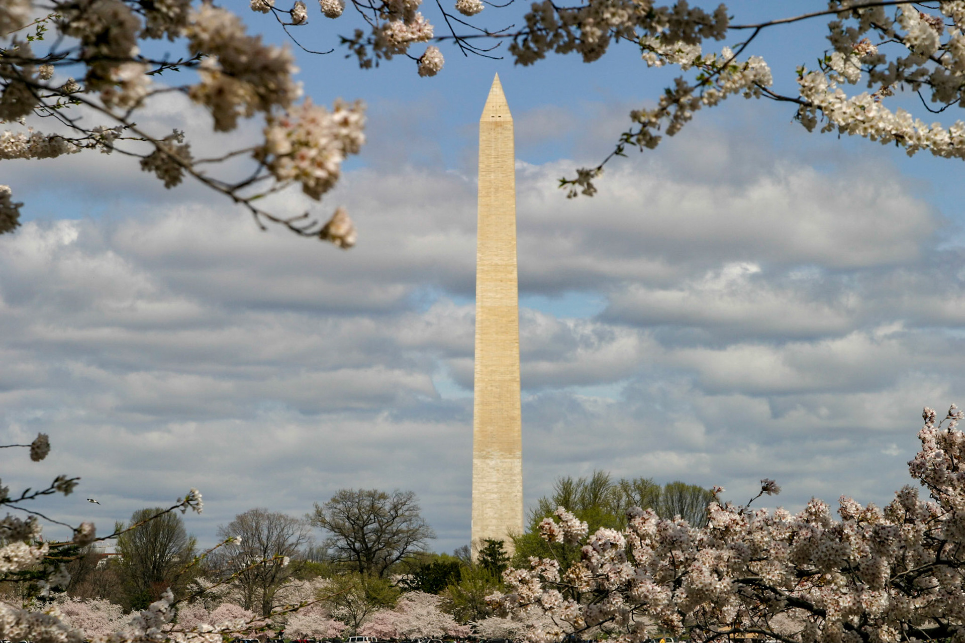 Washington Monument and cherry blossoms - Washington, DC