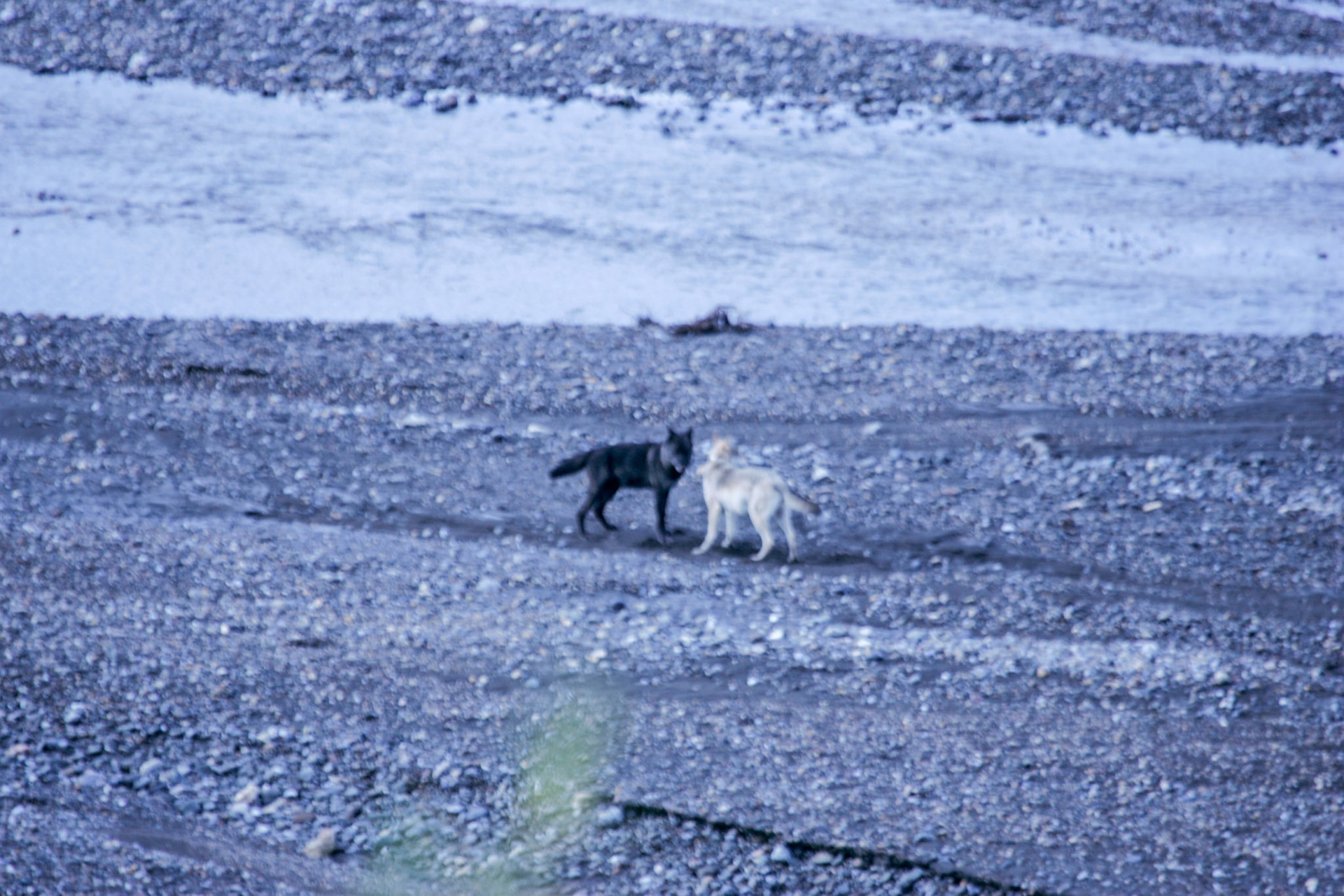 Wolves in Denali National Park, Alaska