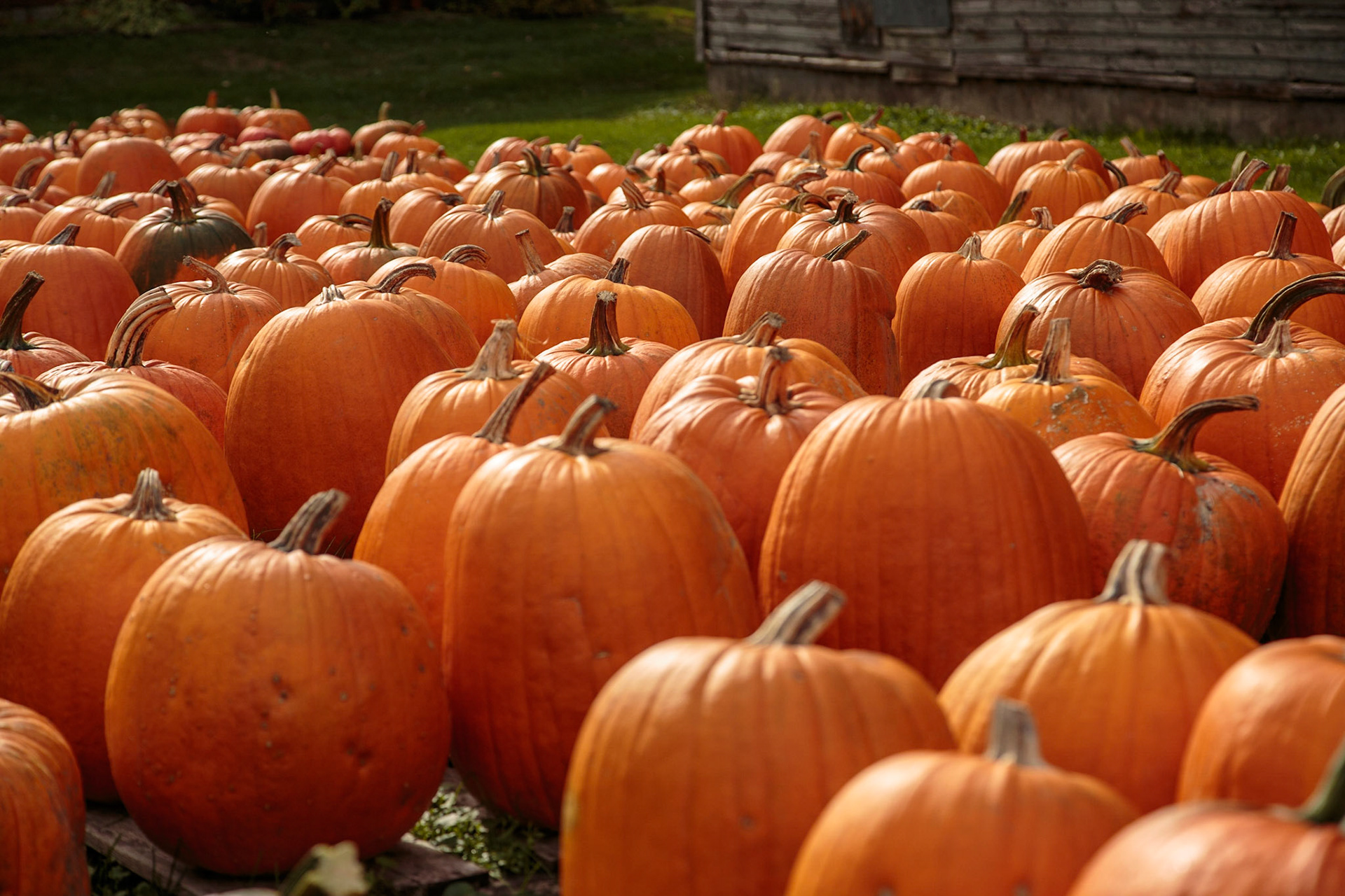 pumpkins, Stowe VT
