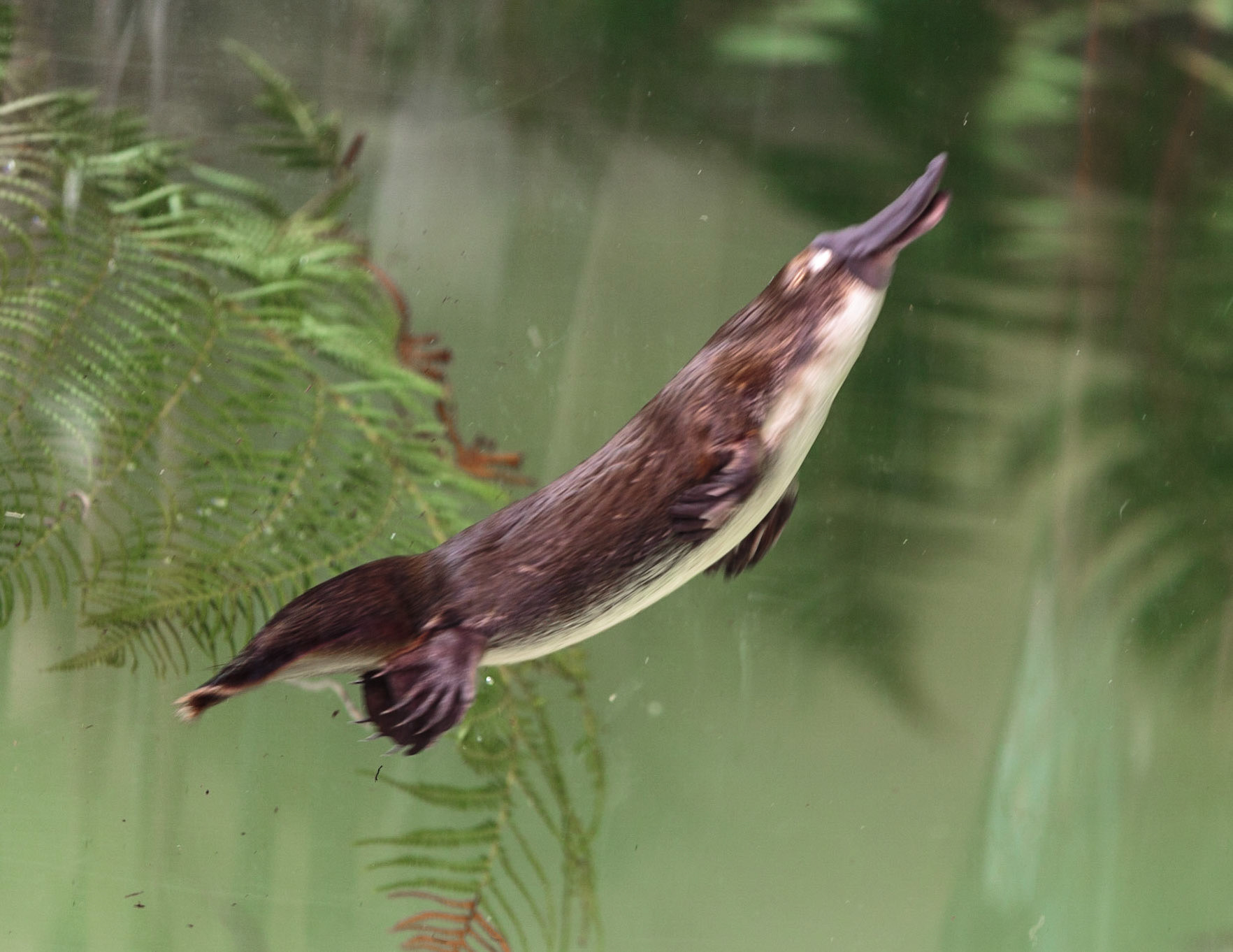 Duck-billed Platypus swim with their eyes closed - Healesville Wildlife Sanctuary, Melbourne, Australia