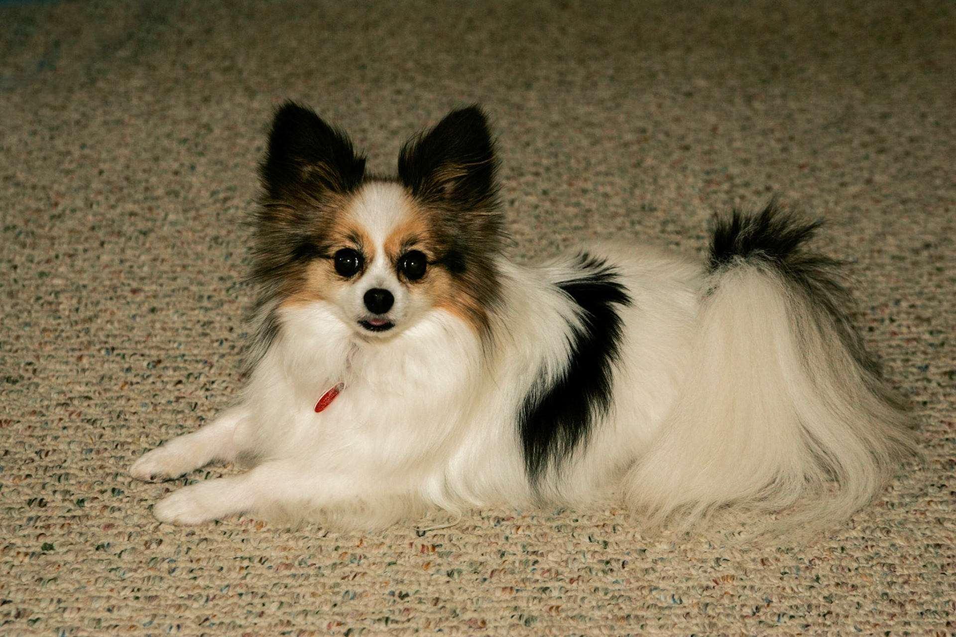 Princess - Dover-Foxcroft, ME