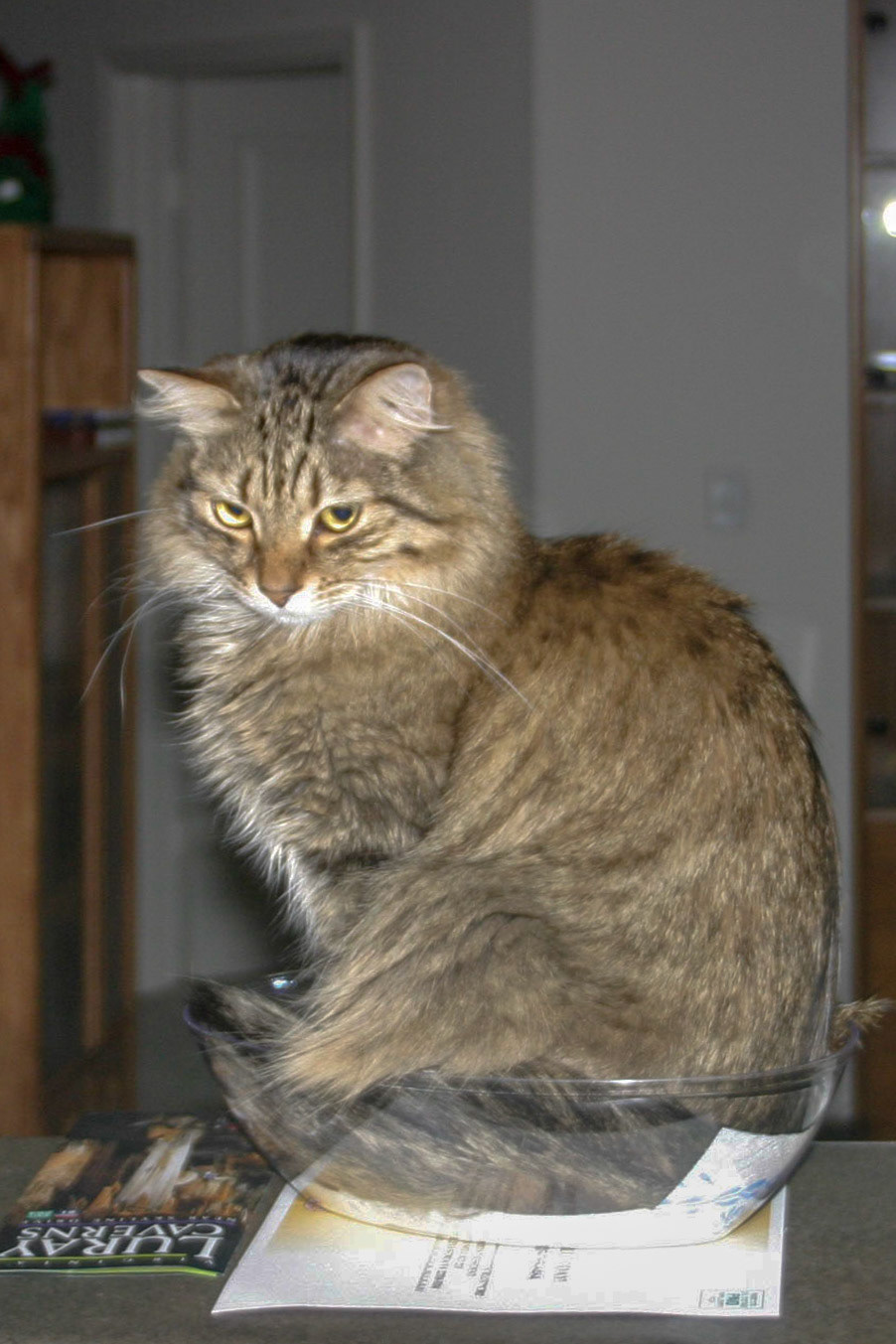 Leo testing out a bowl - Alexandria, VA