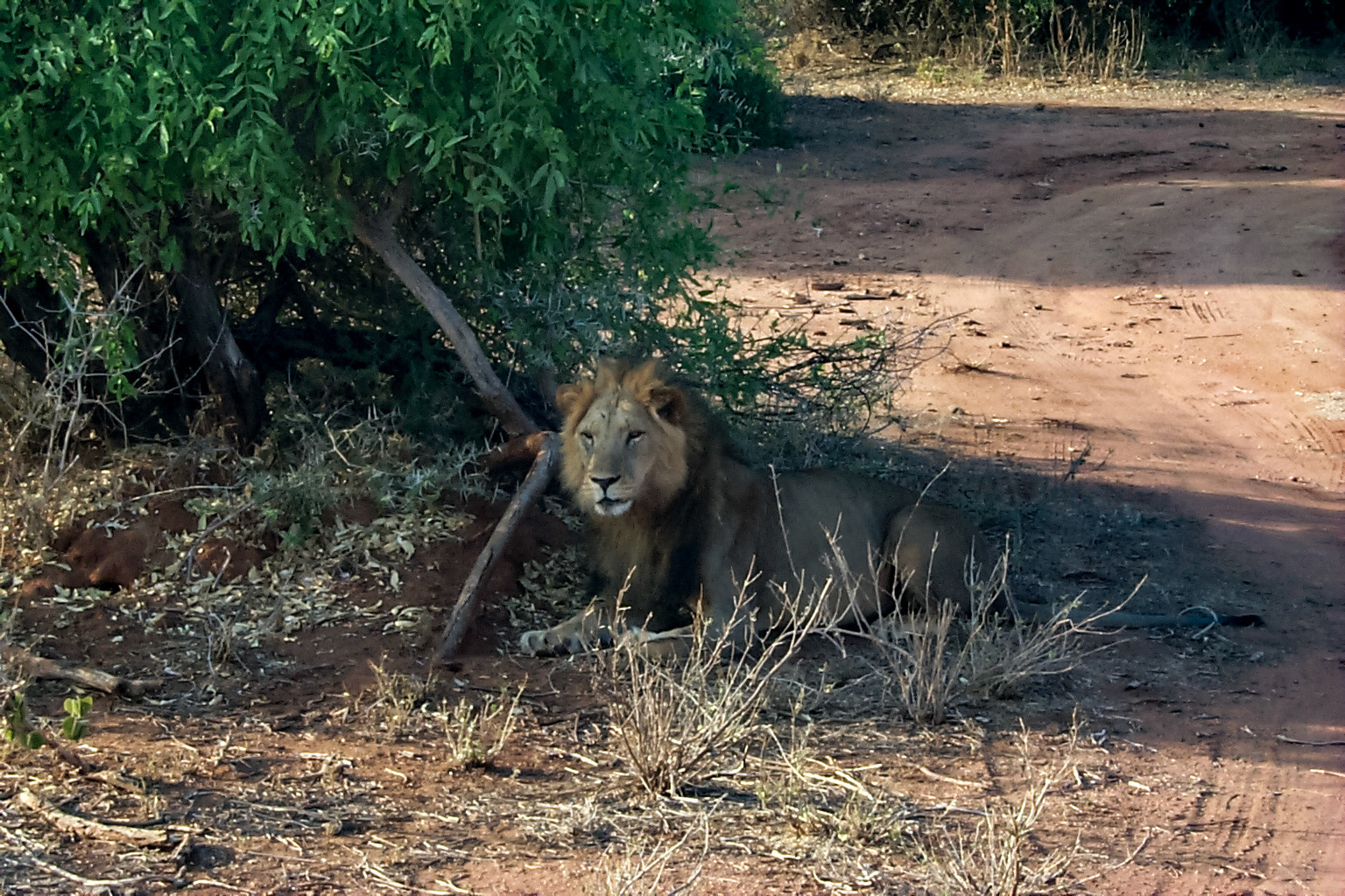 African photo safari, Adult lion - Kenya