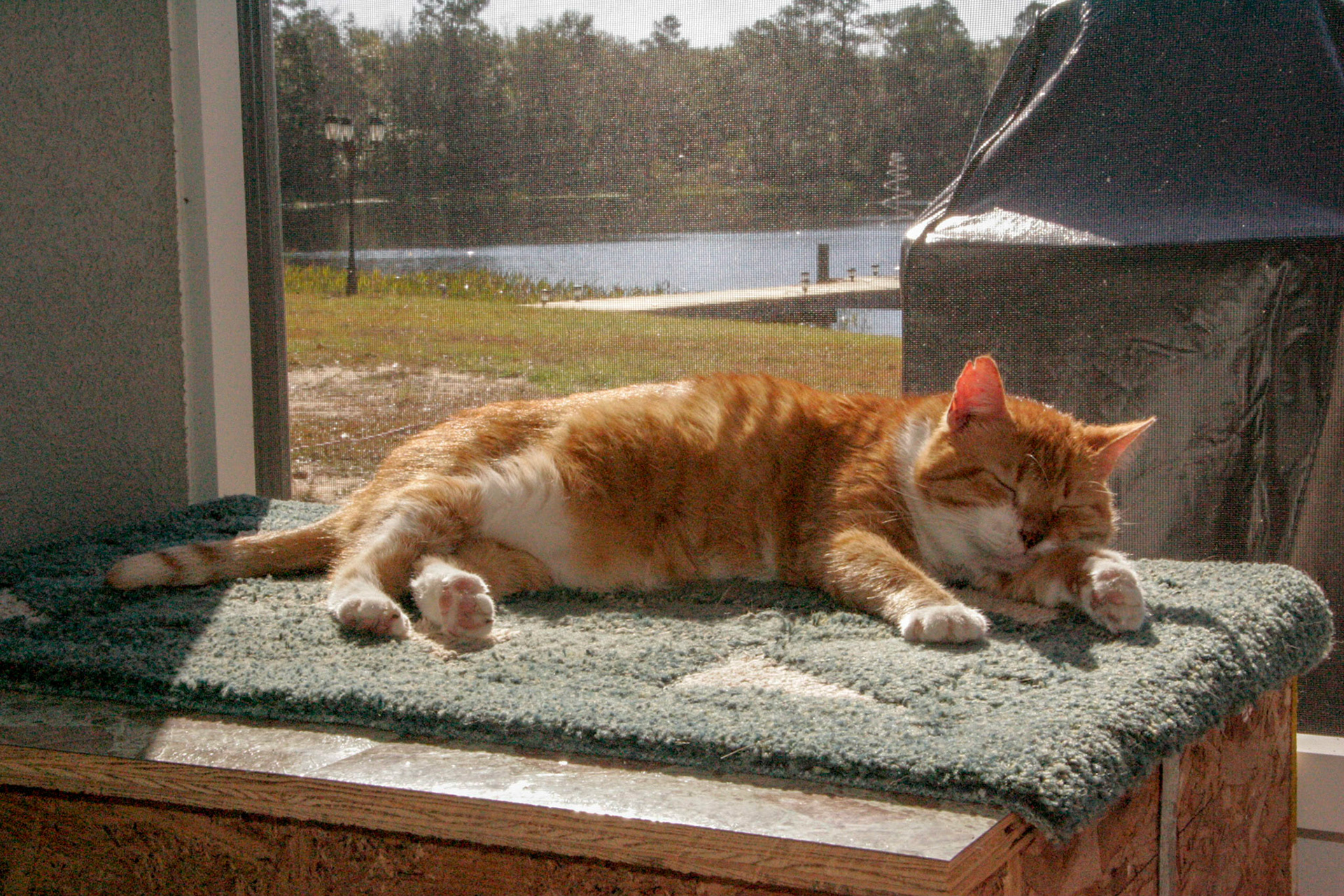 Tom- Interlachen, FL