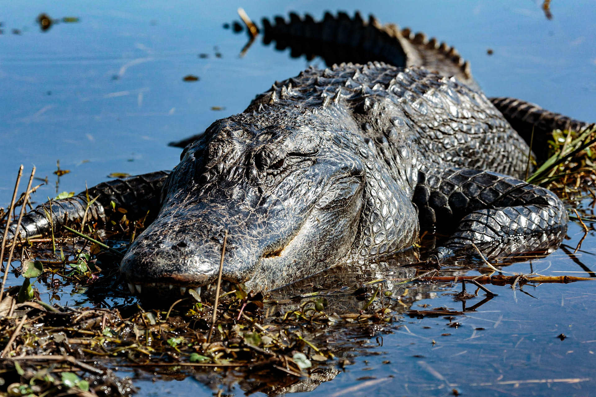 Chill'in gator