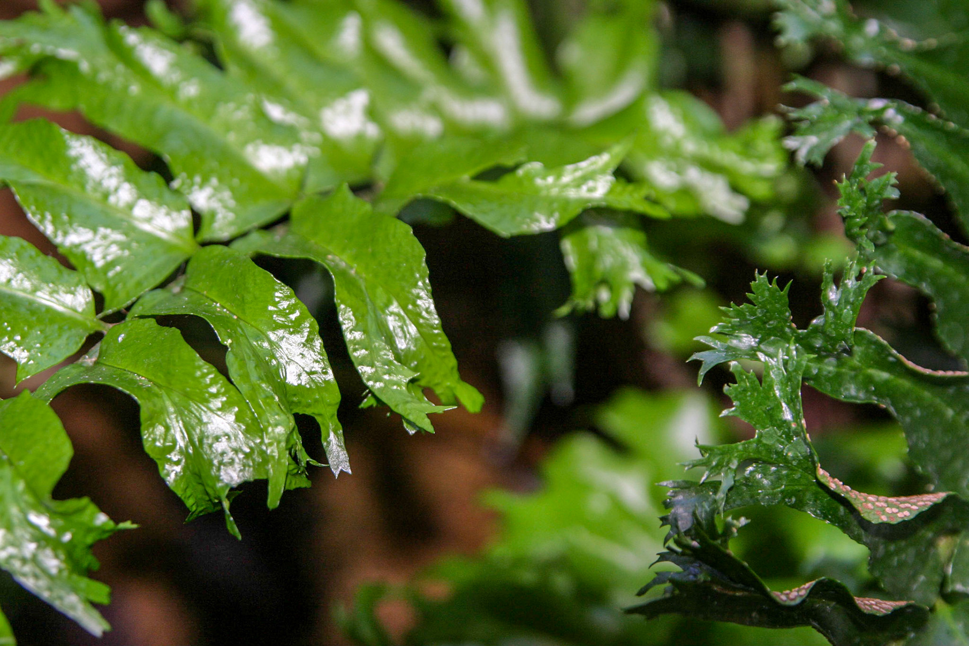 Ferns at the National Botanical Gardens - Washington DC