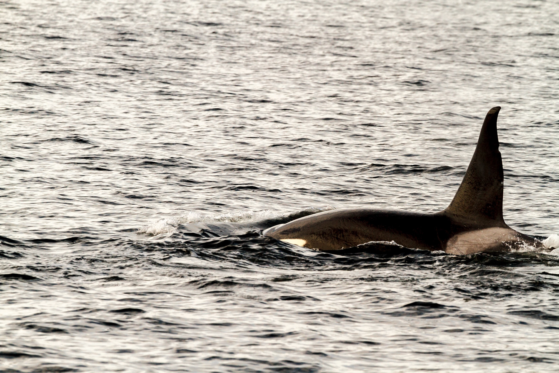 Orca looking for an easy meal - Ushuaia, Argentina