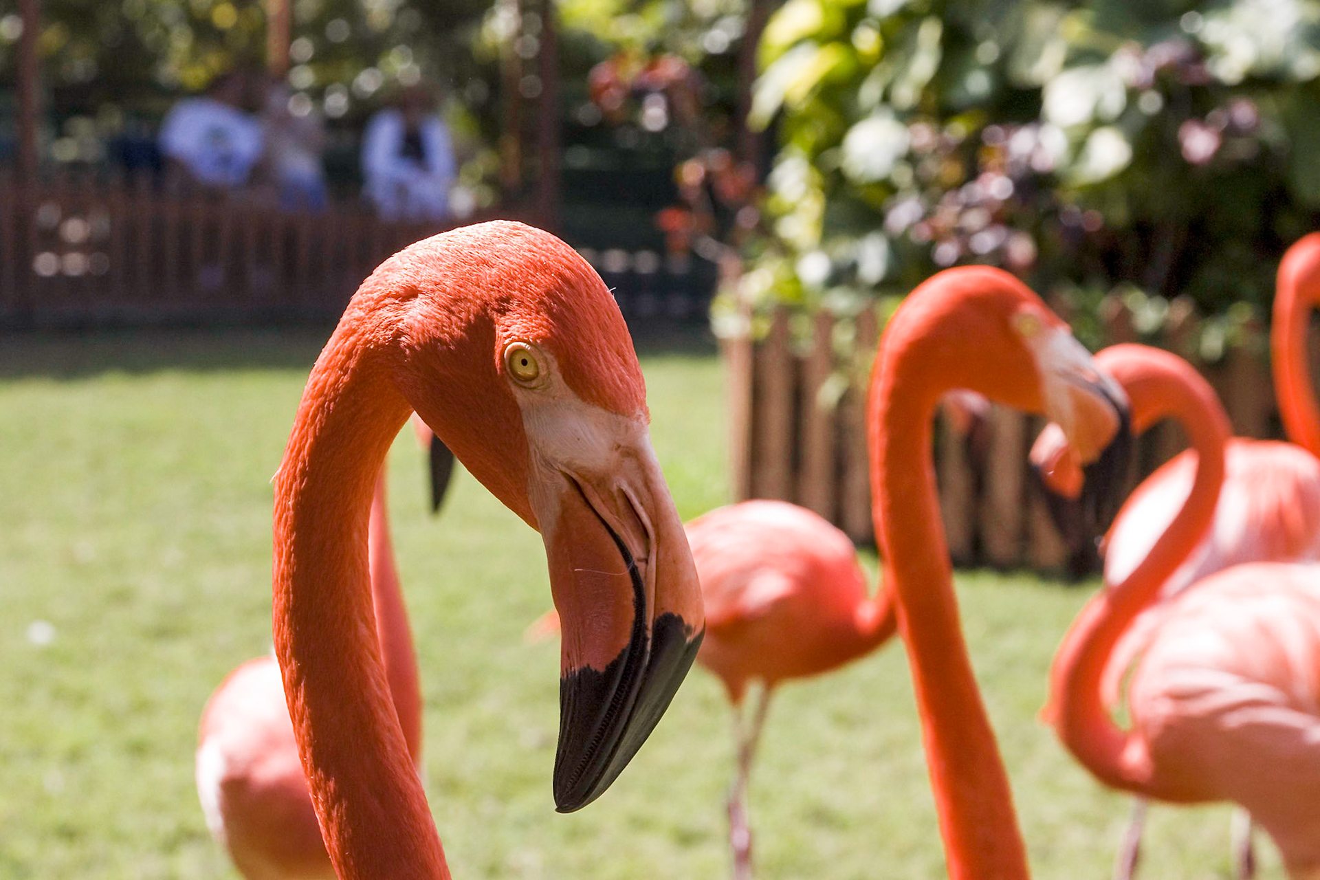 I'm watching you... flamingos - Nassau, Bahamas