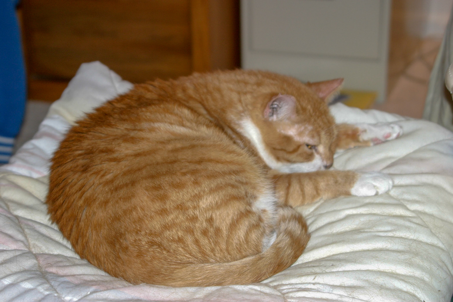 Tom laying on the bed -Alexandria, VA
