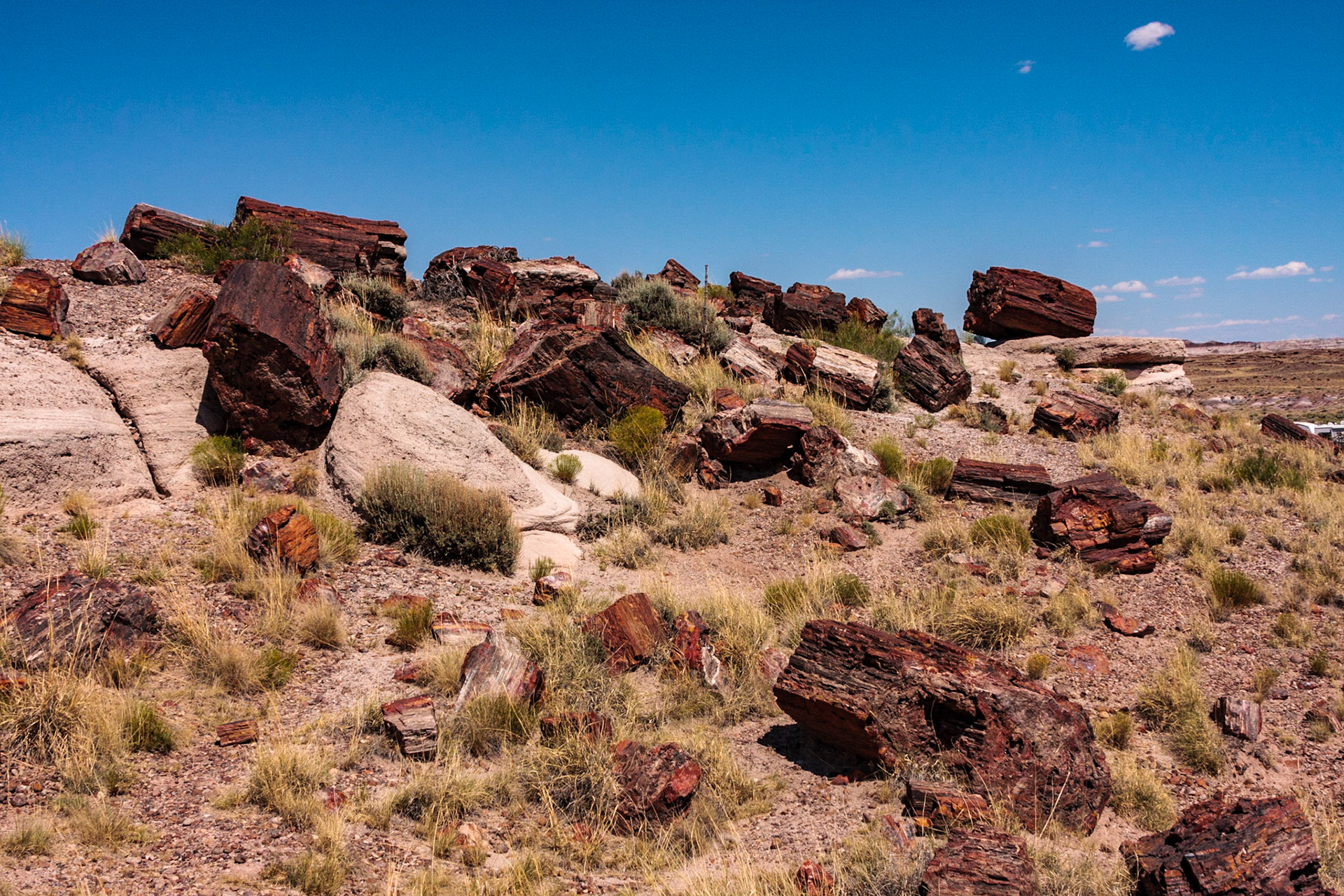 Petrified Forest National Park