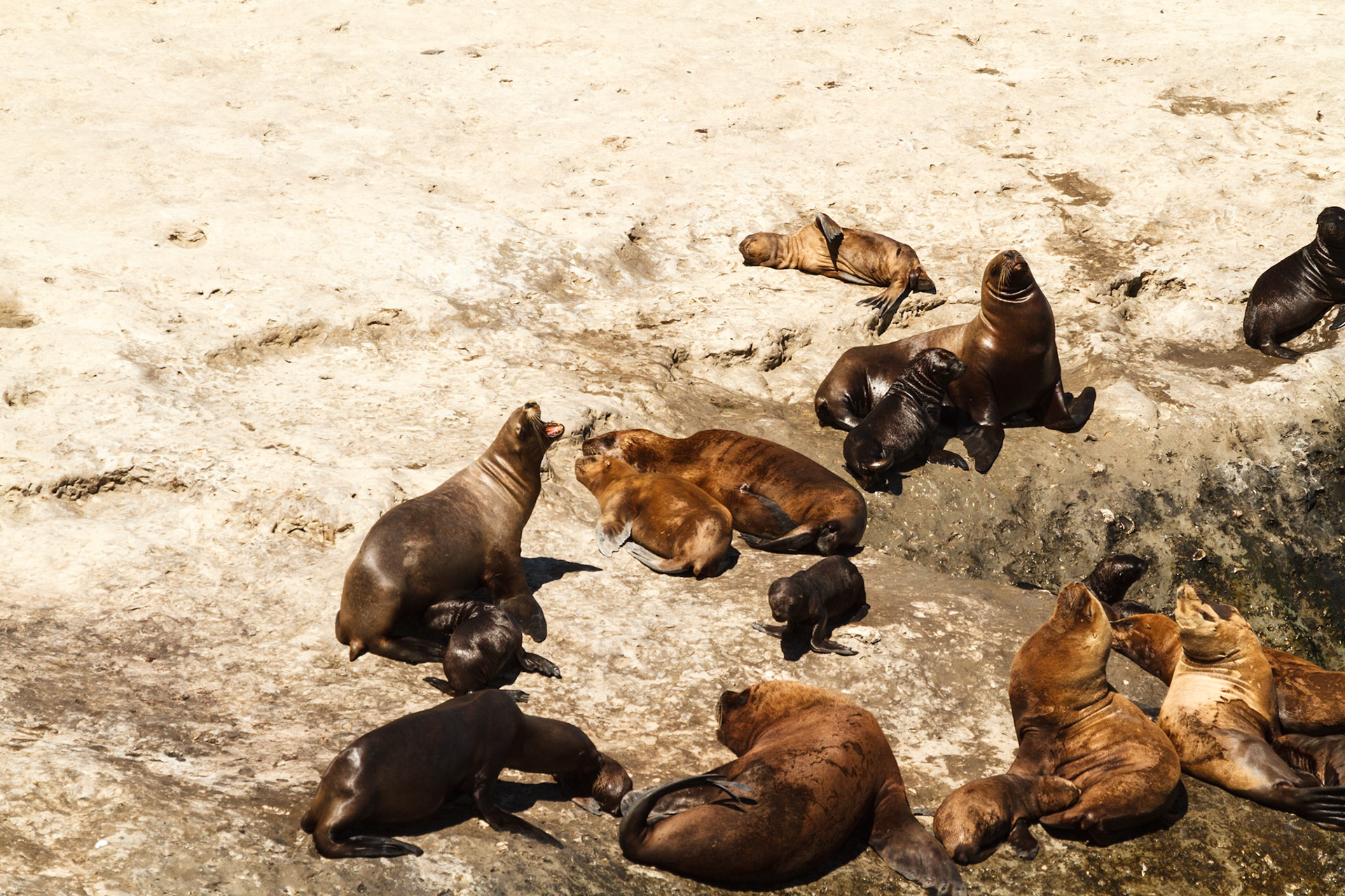 Sealions on the beach - Puerto Madryn, Argentina