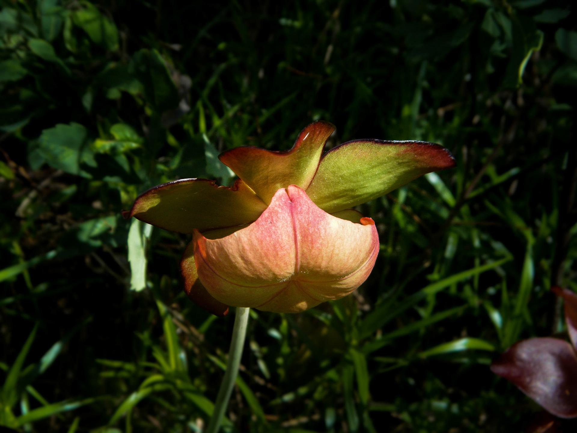 Pitcher plant blossom - Colchester Bog, Colchester, VT