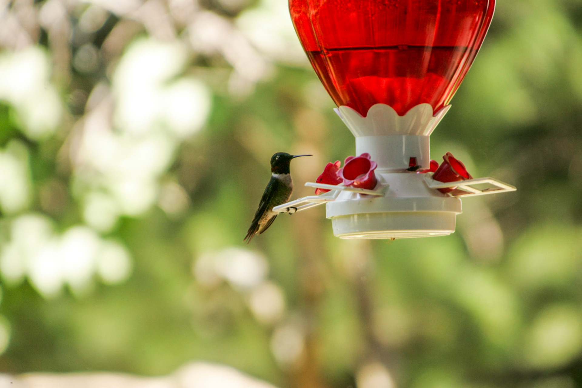Ruby-throated hummingbird - Sebec, ME