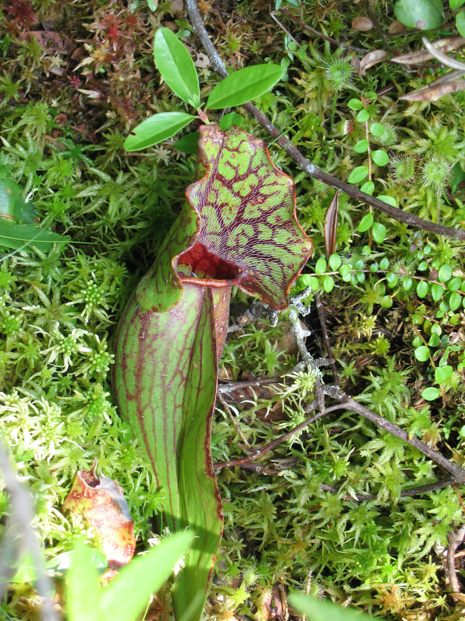 Pitcher plant - Bangor Bog, Bangor, ME