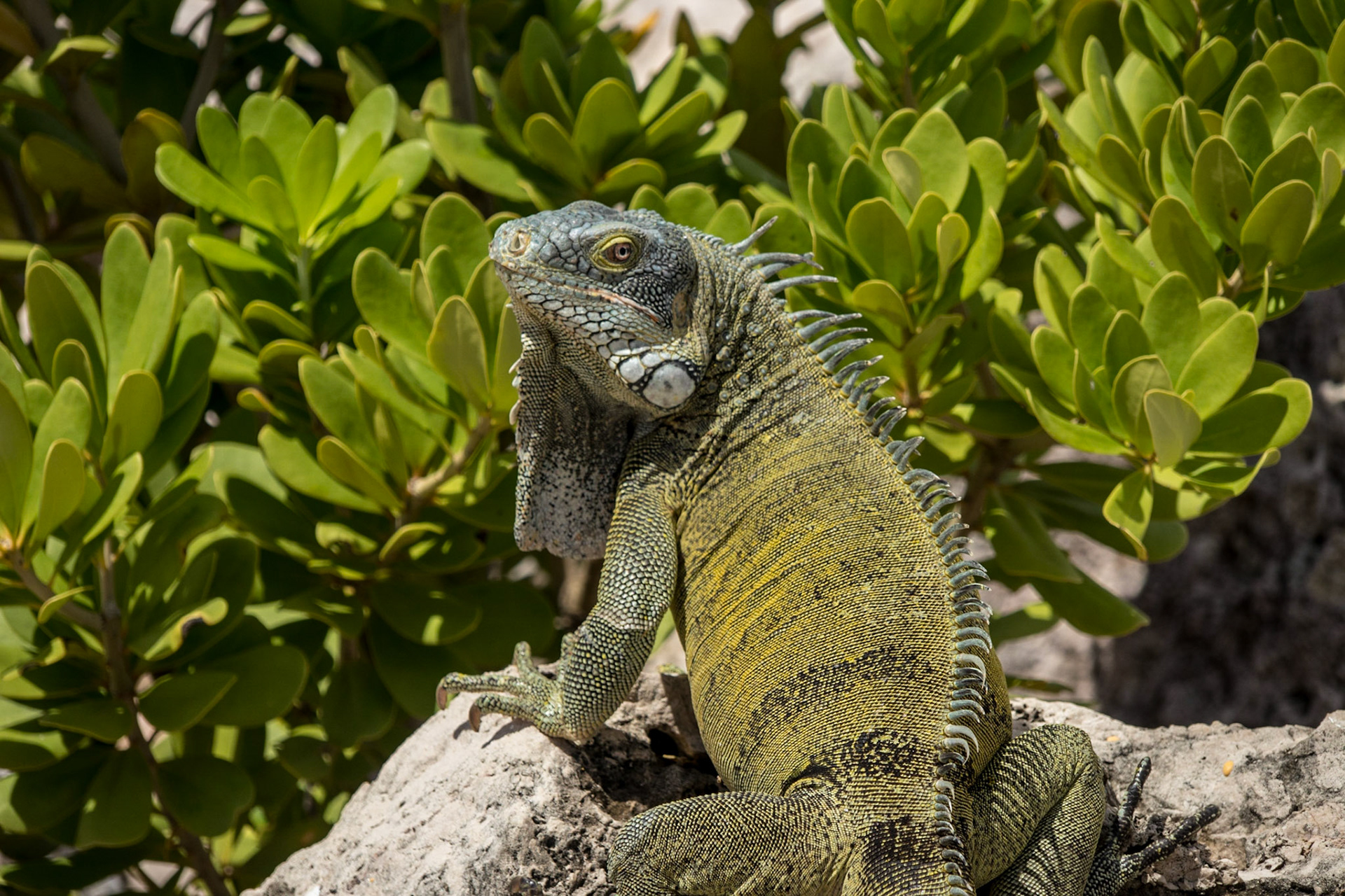 Posing Iguana - Curacao