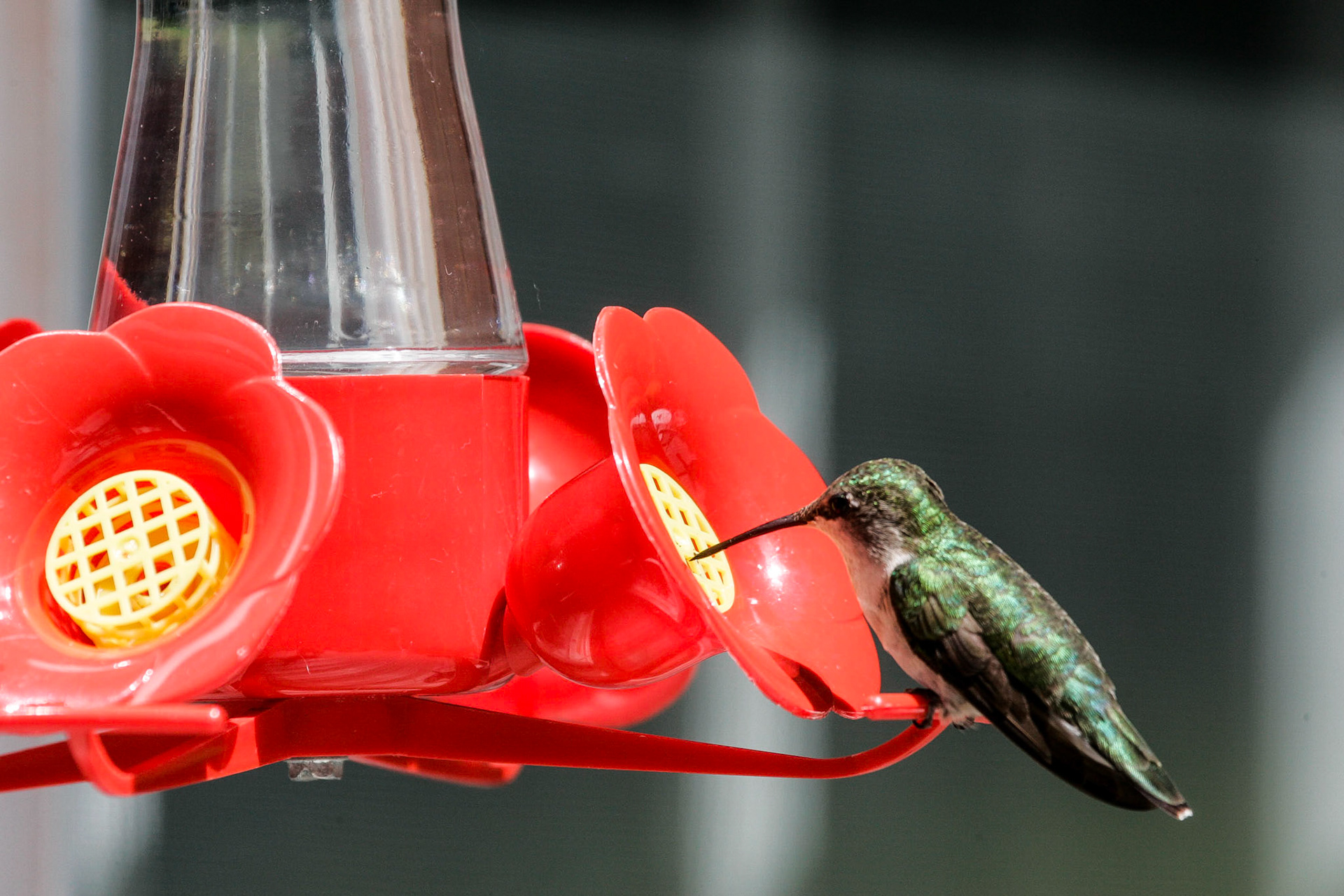 Ruby-throated humming bird - Sebec, ME