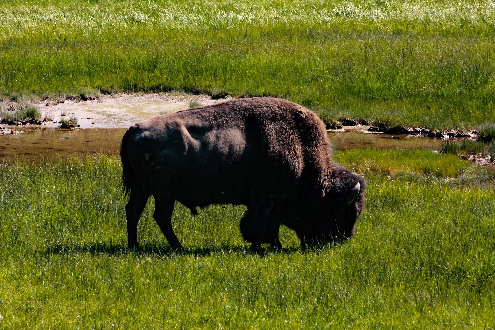 Yellowstone National Park