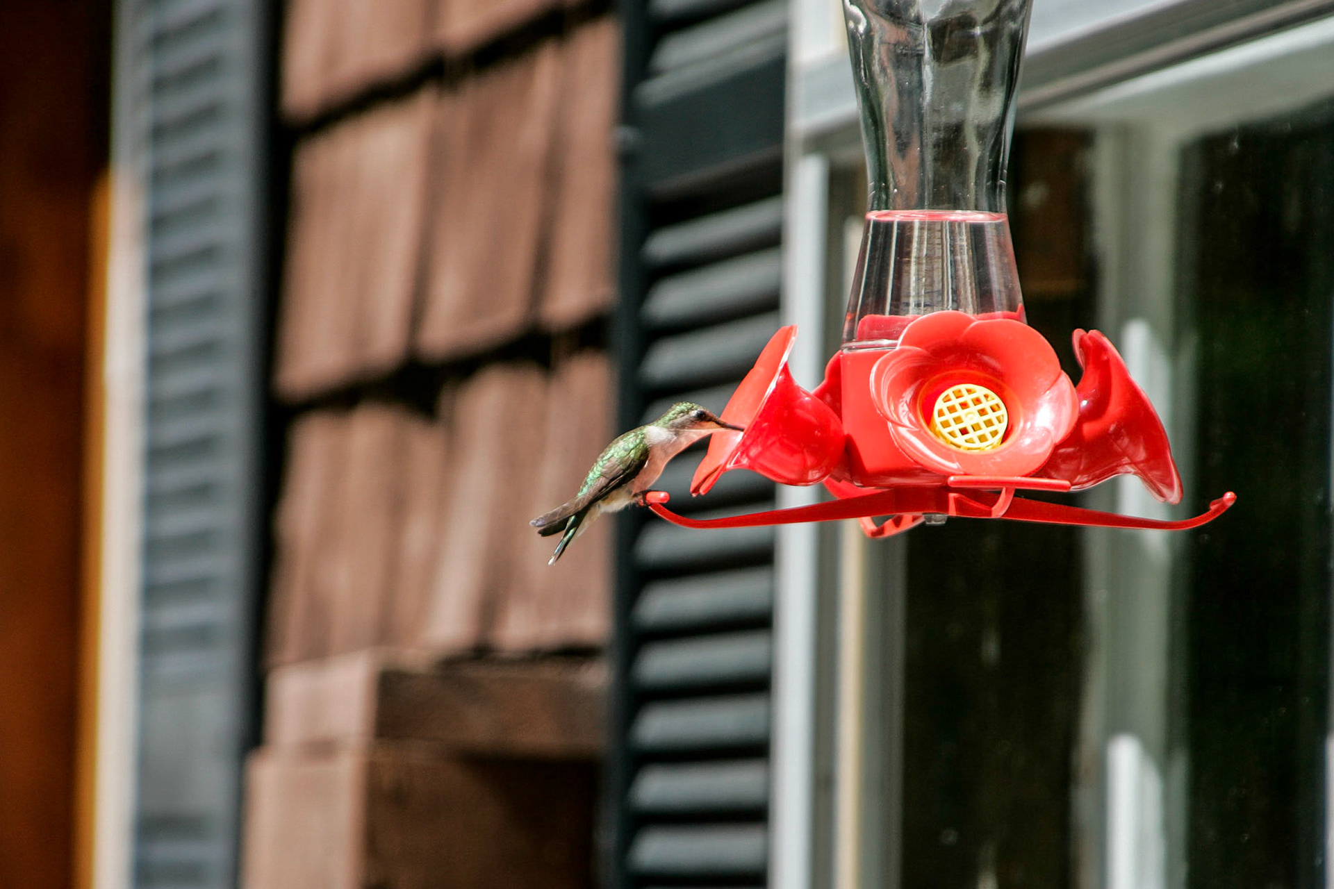 Ruby-throated humming bird - Sebec, ME