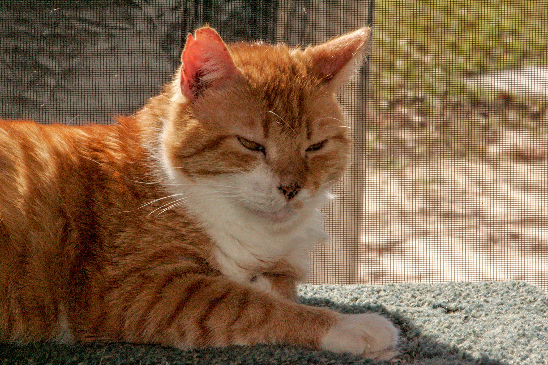 Tom- Interlachen, FL
