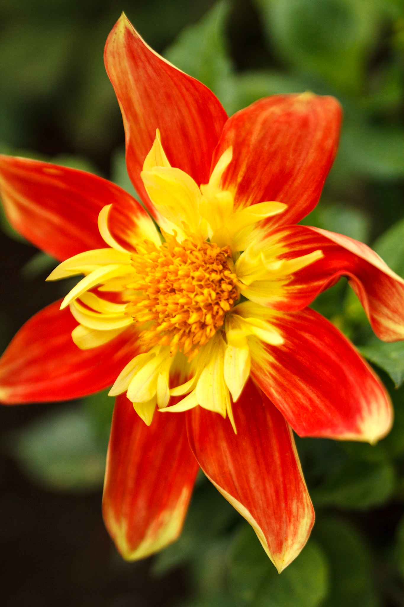 Flower - Puerto Montt, Chile