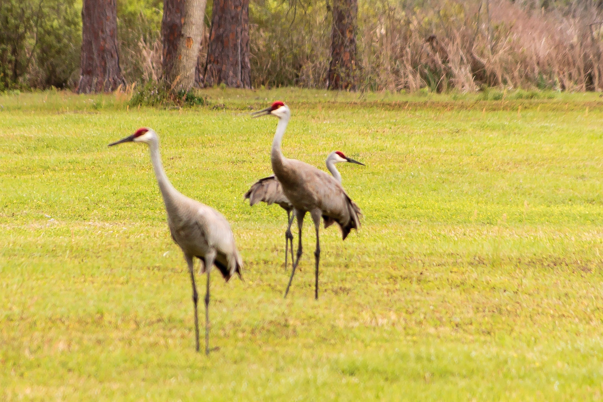 Sandhill Cranes