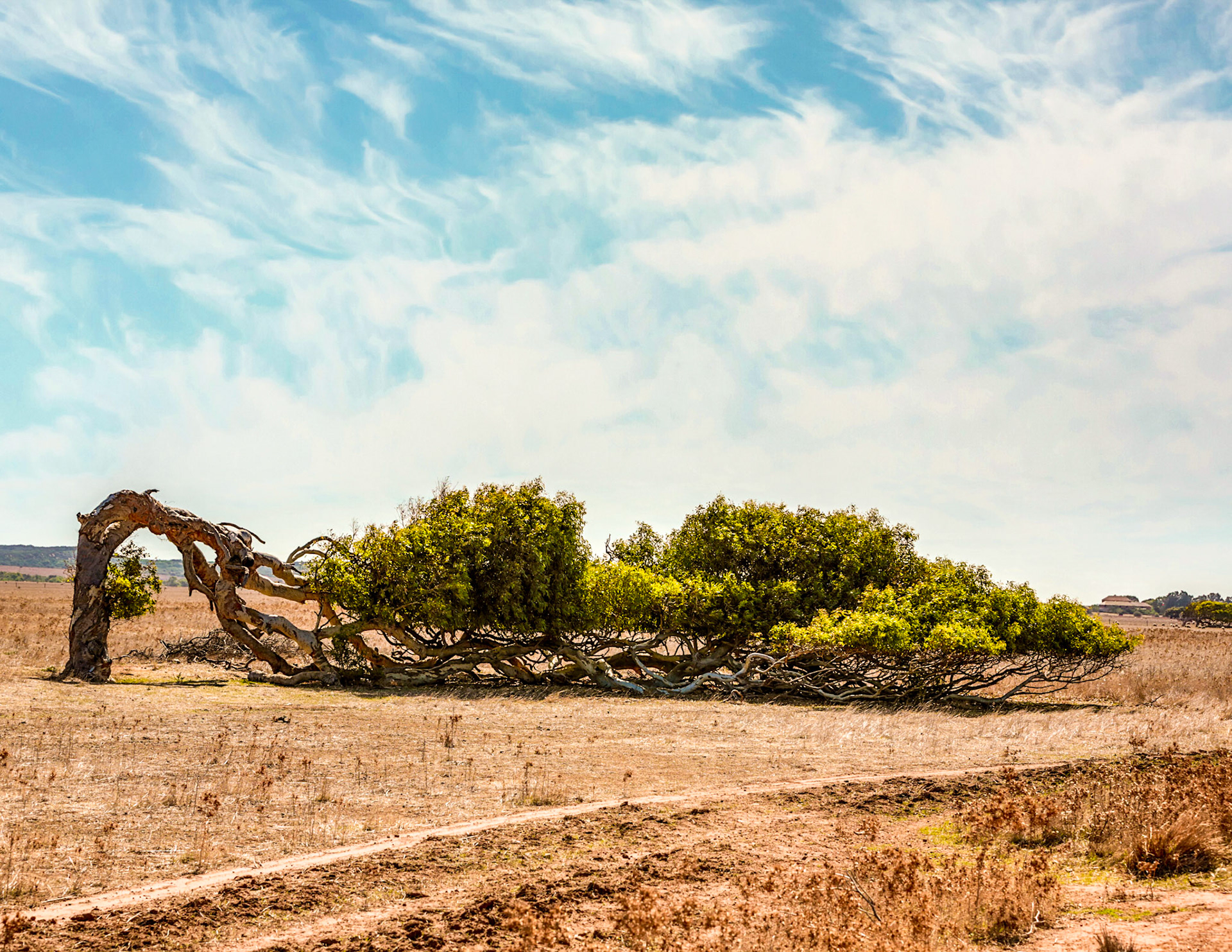 The leaning tree; winds bent eucalytpus/gum tree as it grew - Geraldton, Australia