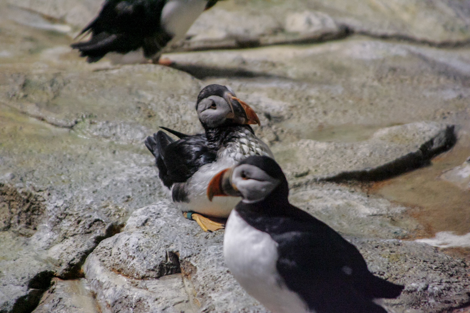 Puffins -