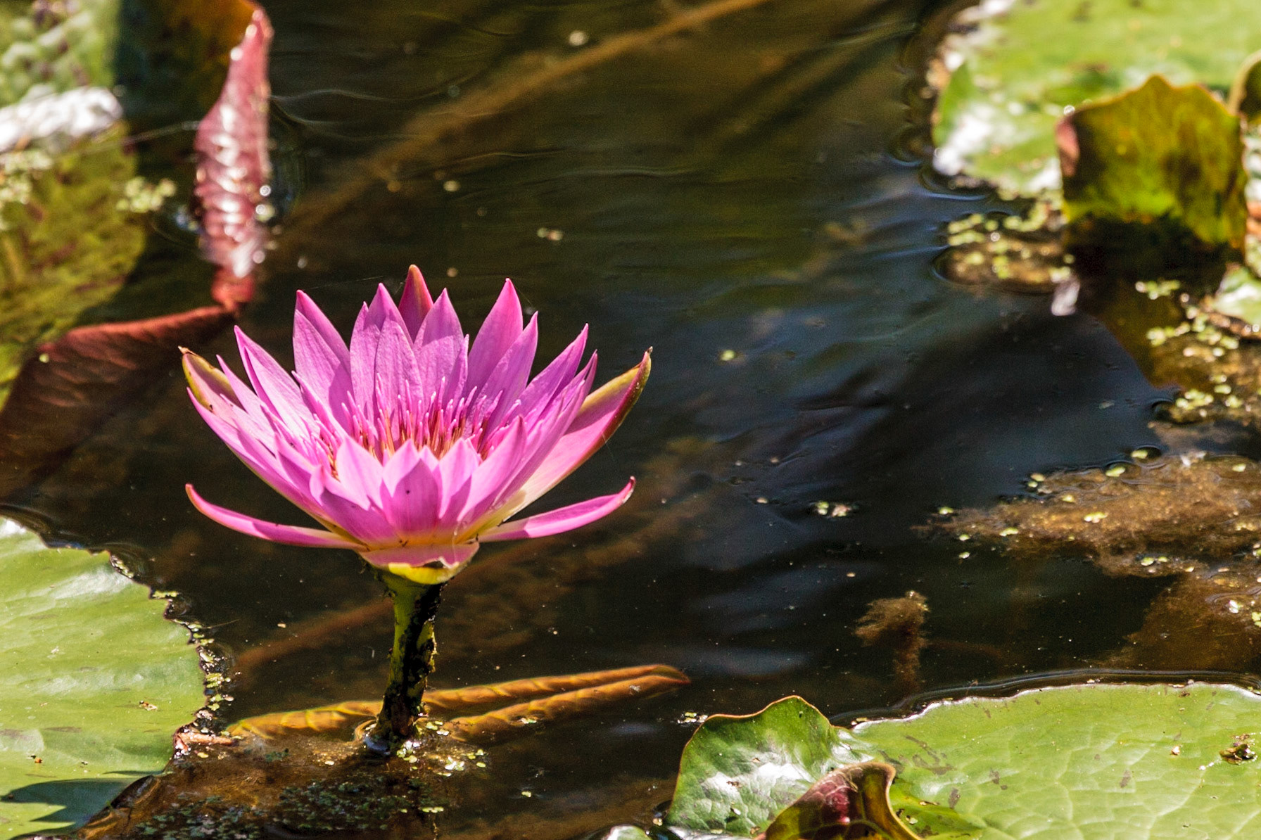 Lotus flower