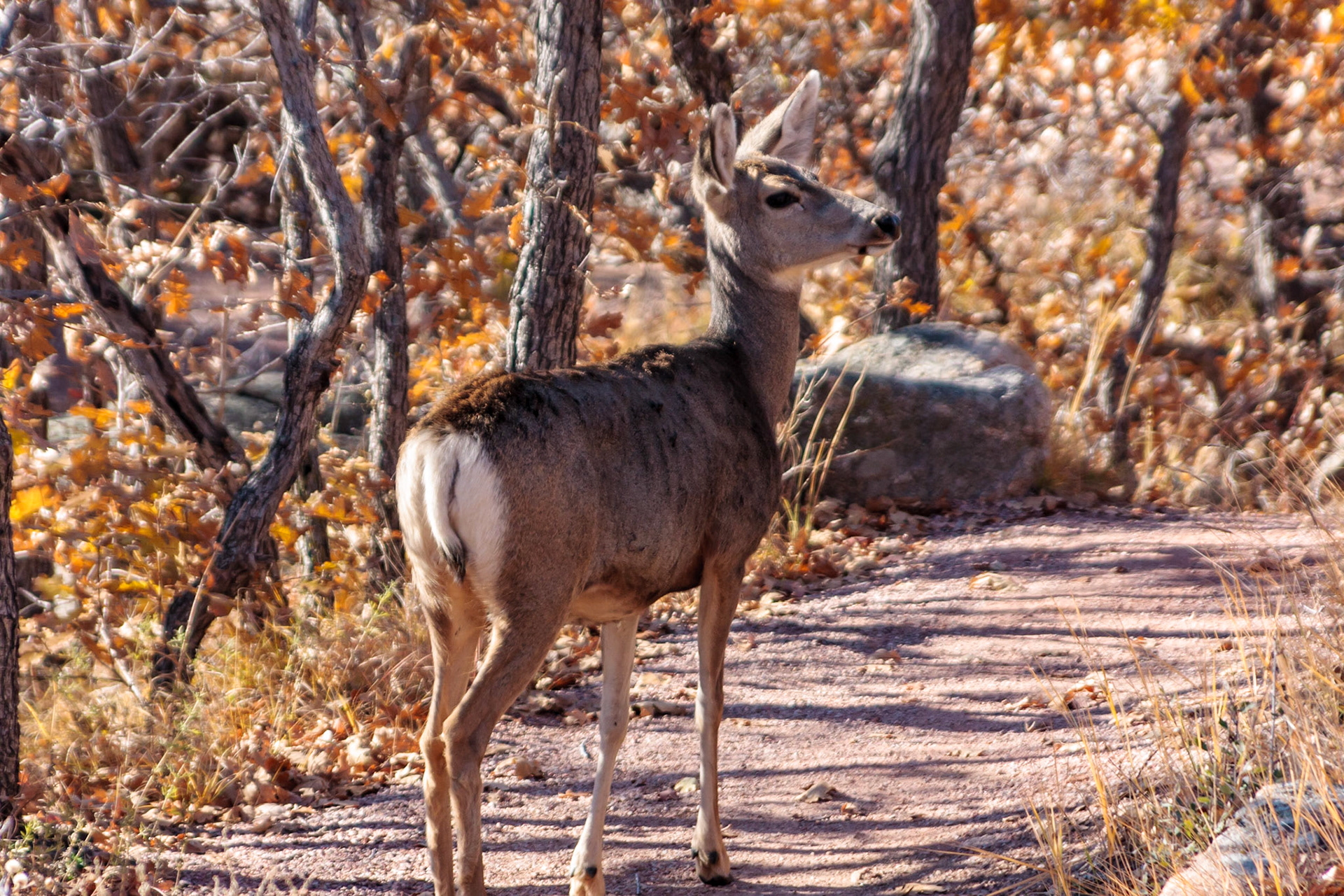 Colorado Springs