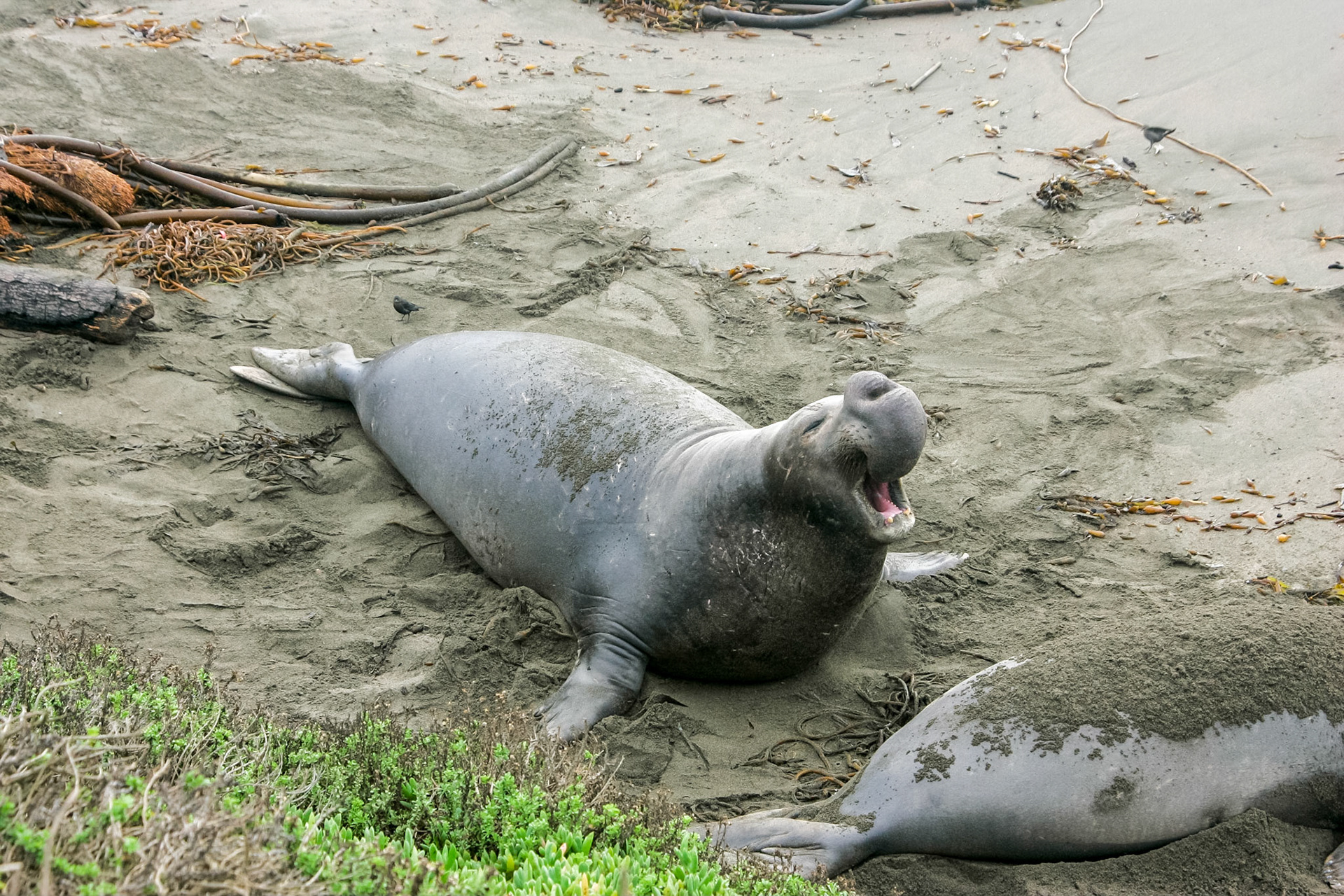 Elephant Seals on beach - near San Simeon, CA