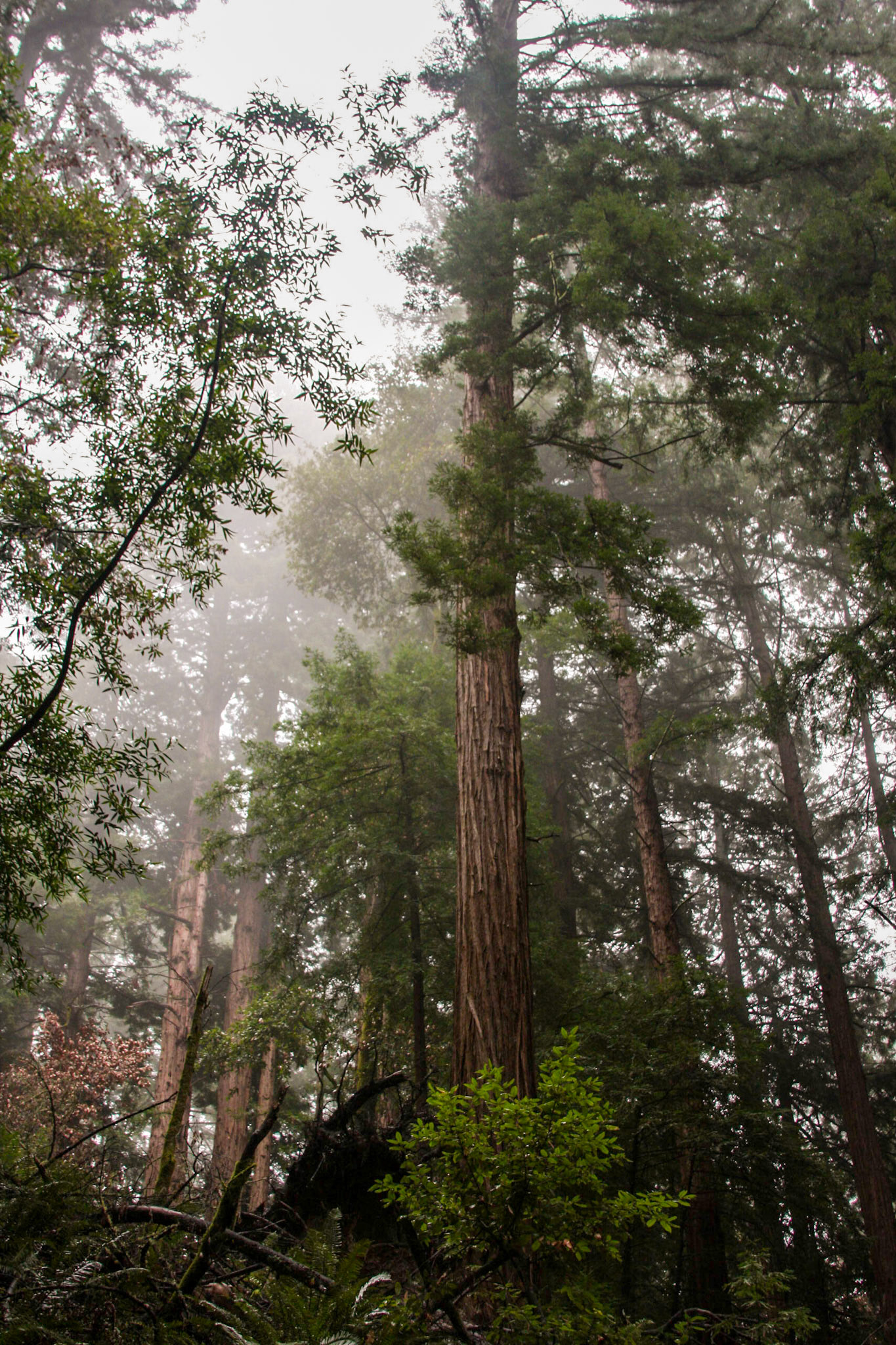 Red woods in Muir Woods, San Francisco, CA