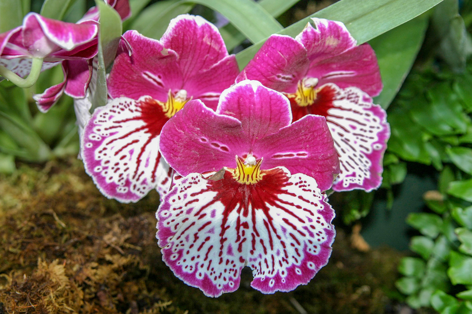 Orchids at the National Botanical Gardens - Washington DC