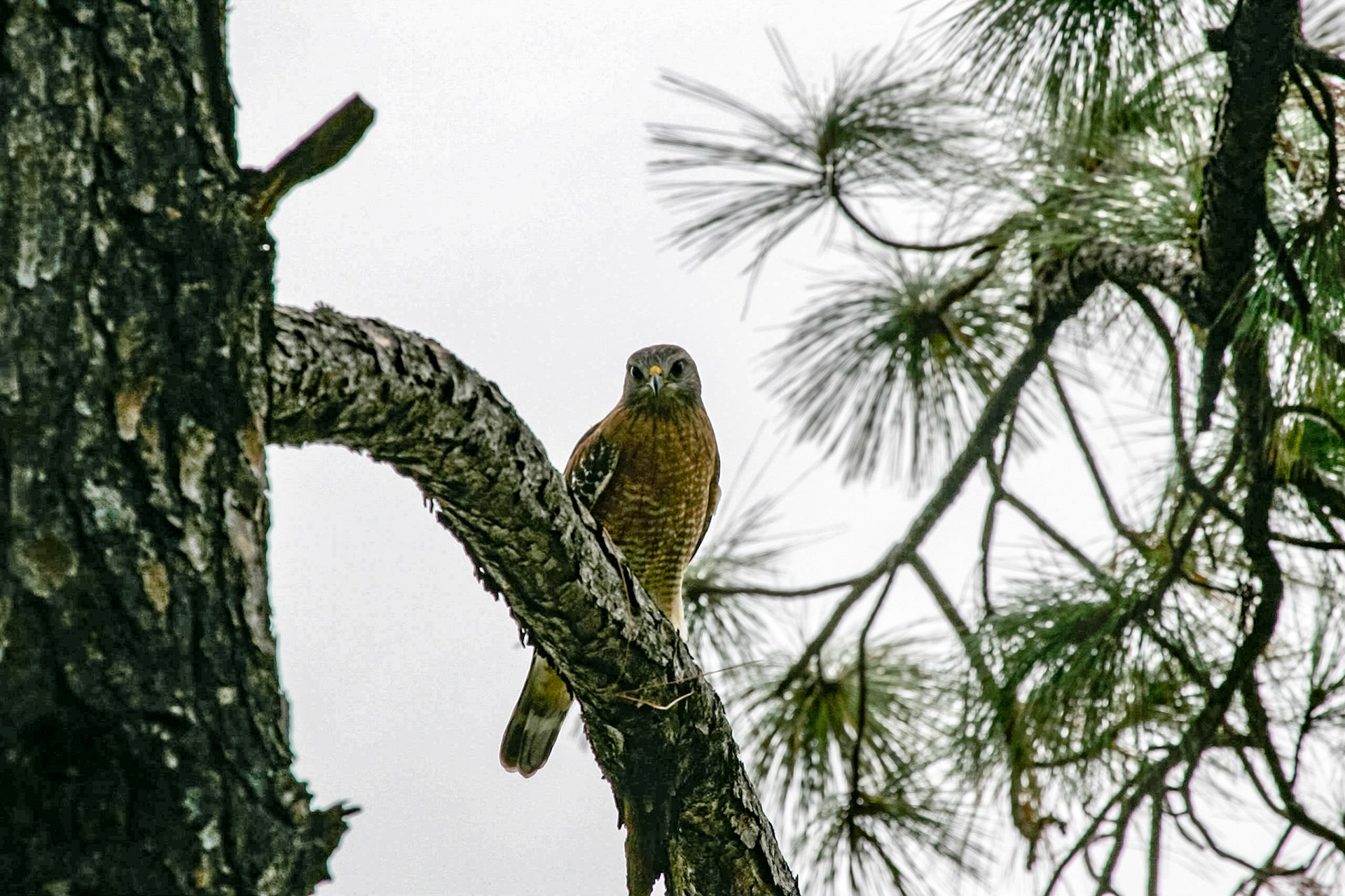 Red-tailed hawk - Interlachen, FL