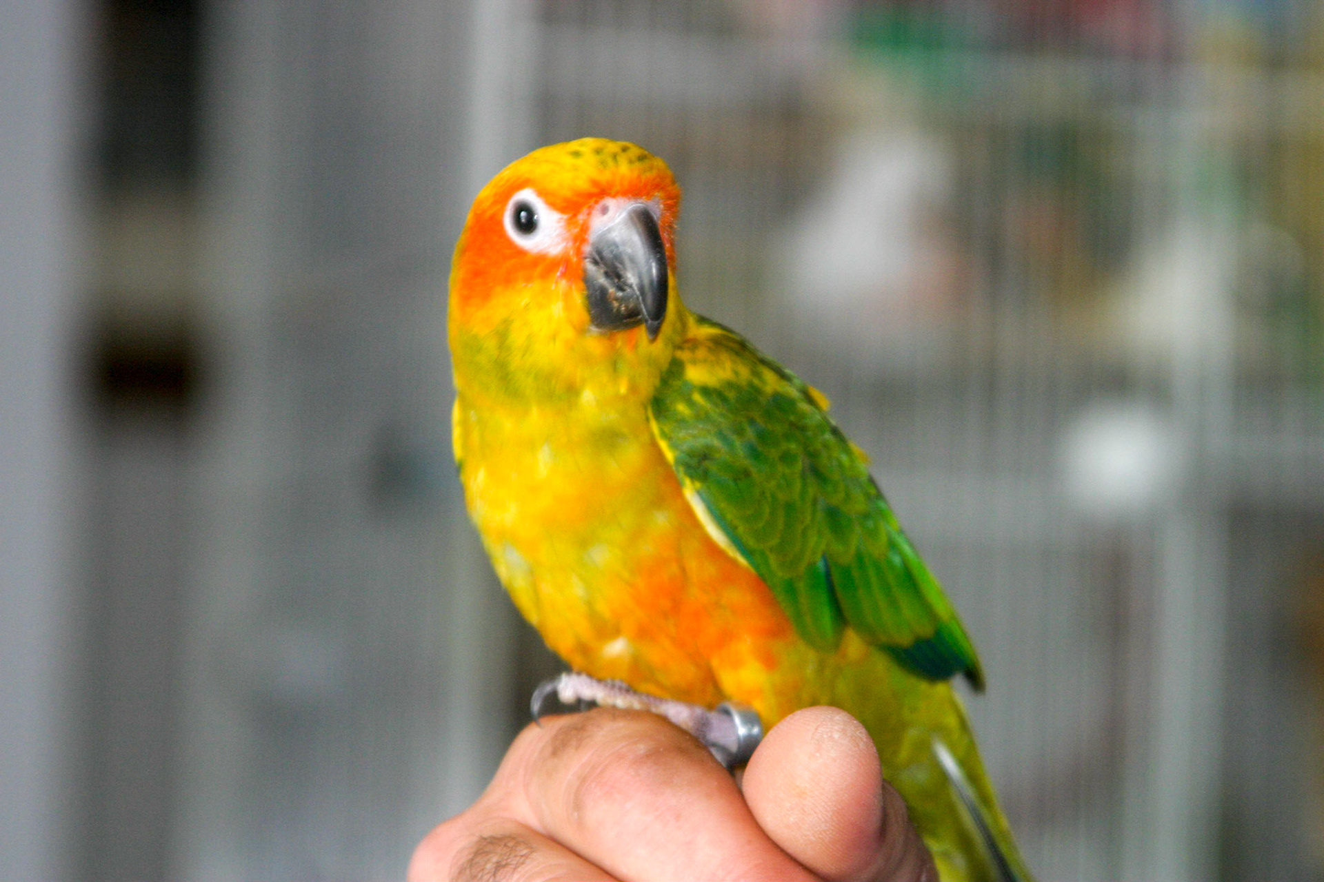 Blue Macaw - Lakeland, FL