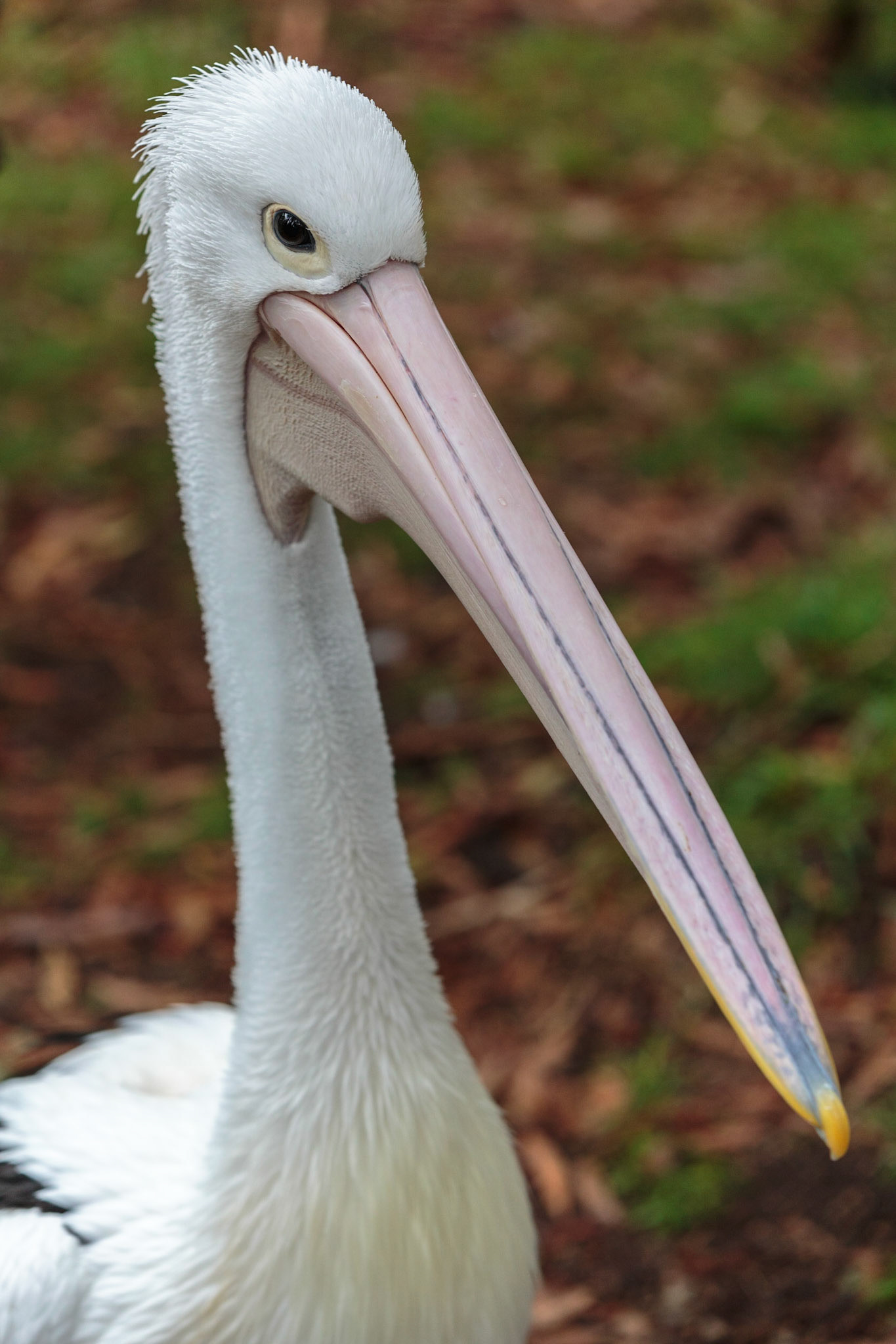 White pelican at Healesville Wildlife Sanctuary - Melbourne, Australia