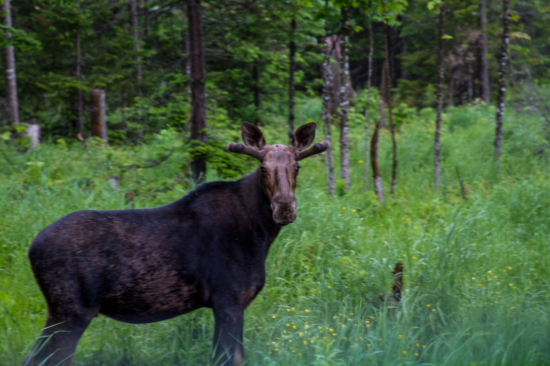 Not much luck seeing moose on visits to Maine; this was a rare sighting for me
