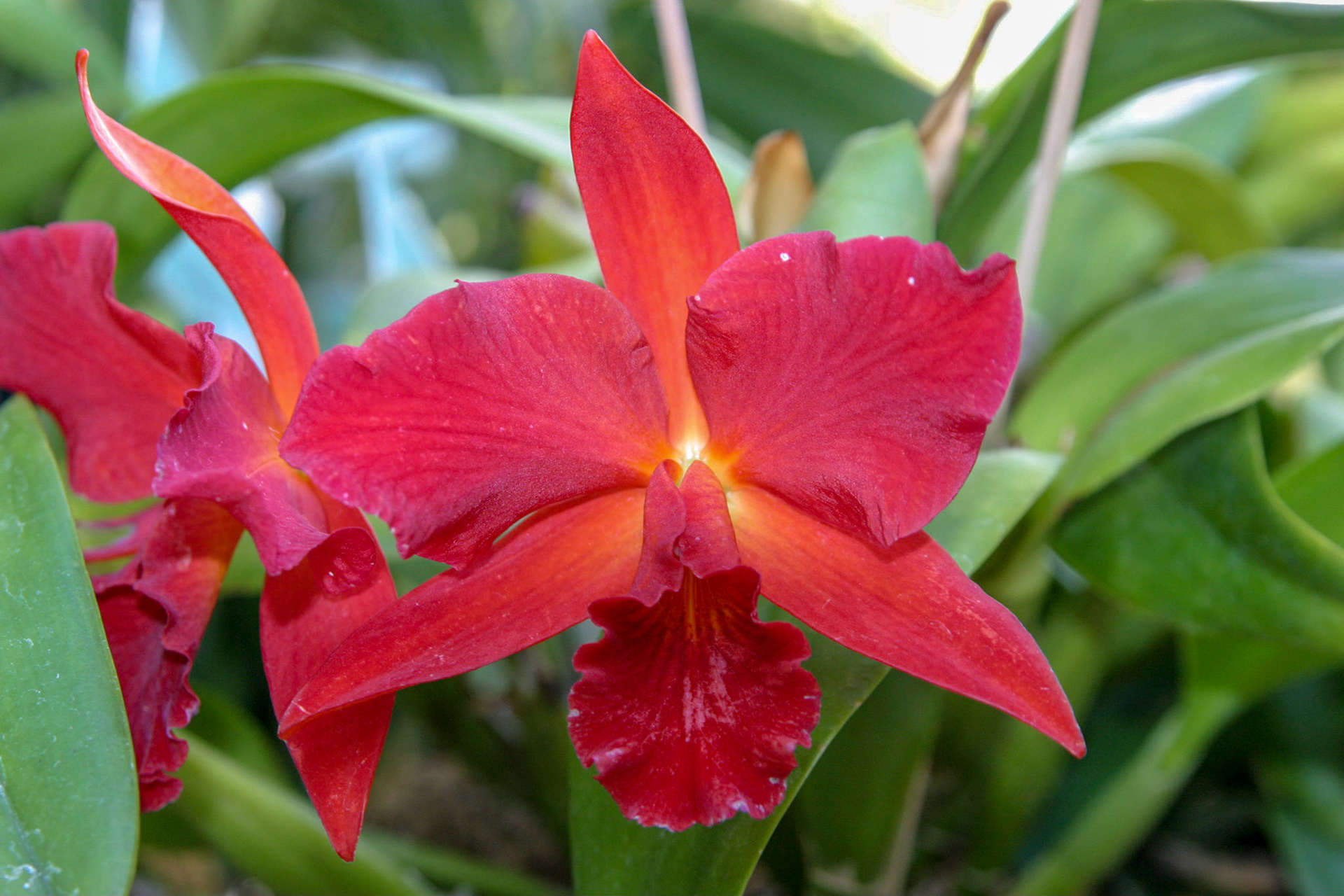 Orchids at the National Botanical Gardens - Washington DC