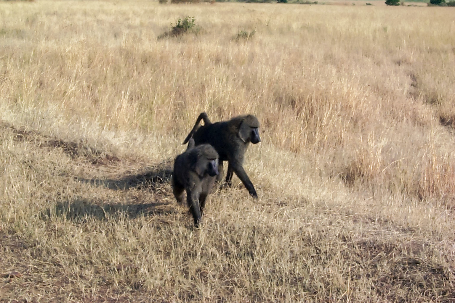 African photo safari, baboons - Kenya
