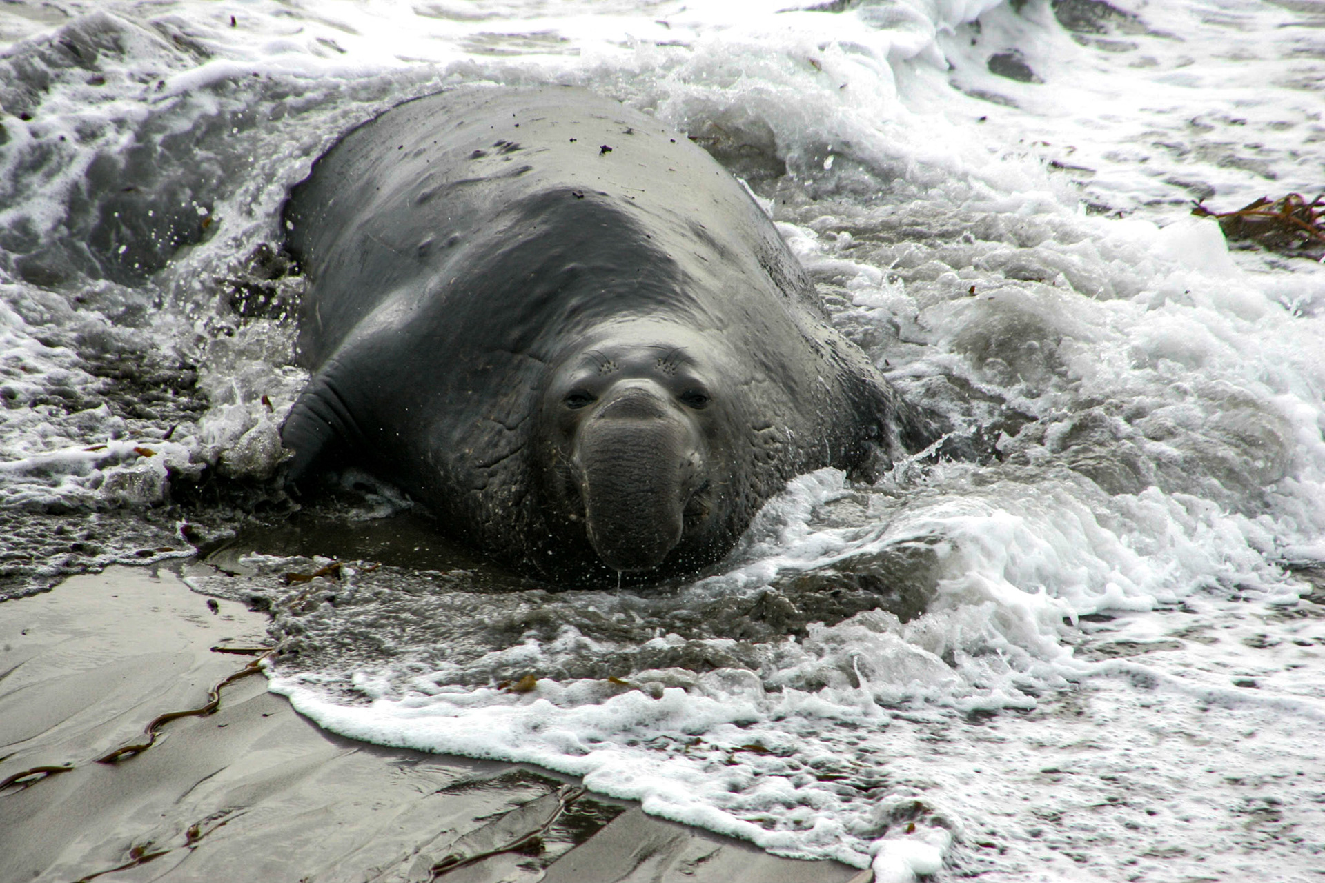 Elephant Seals on beach - near San Simeon, CA