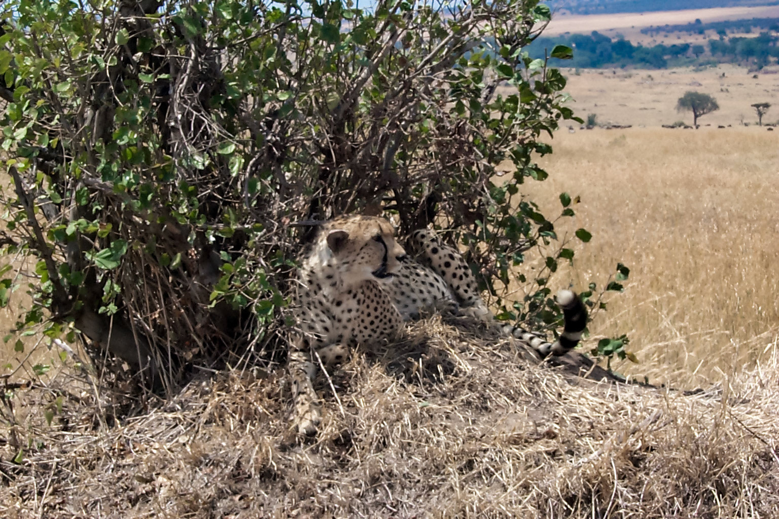 African photo safari, cheetah - Kenya