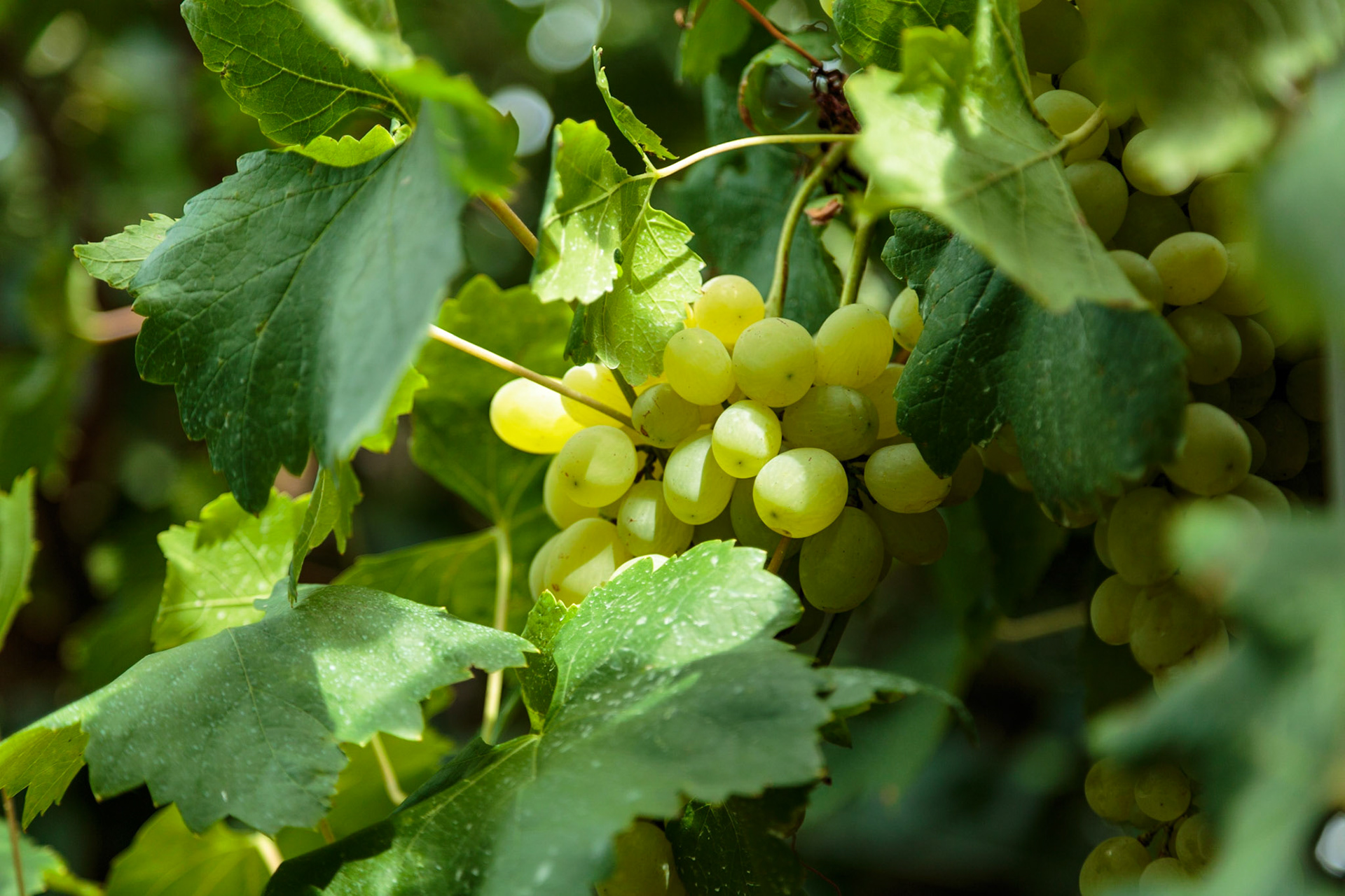 Grapes growing on Amalfi Coast - Salerno, Italy