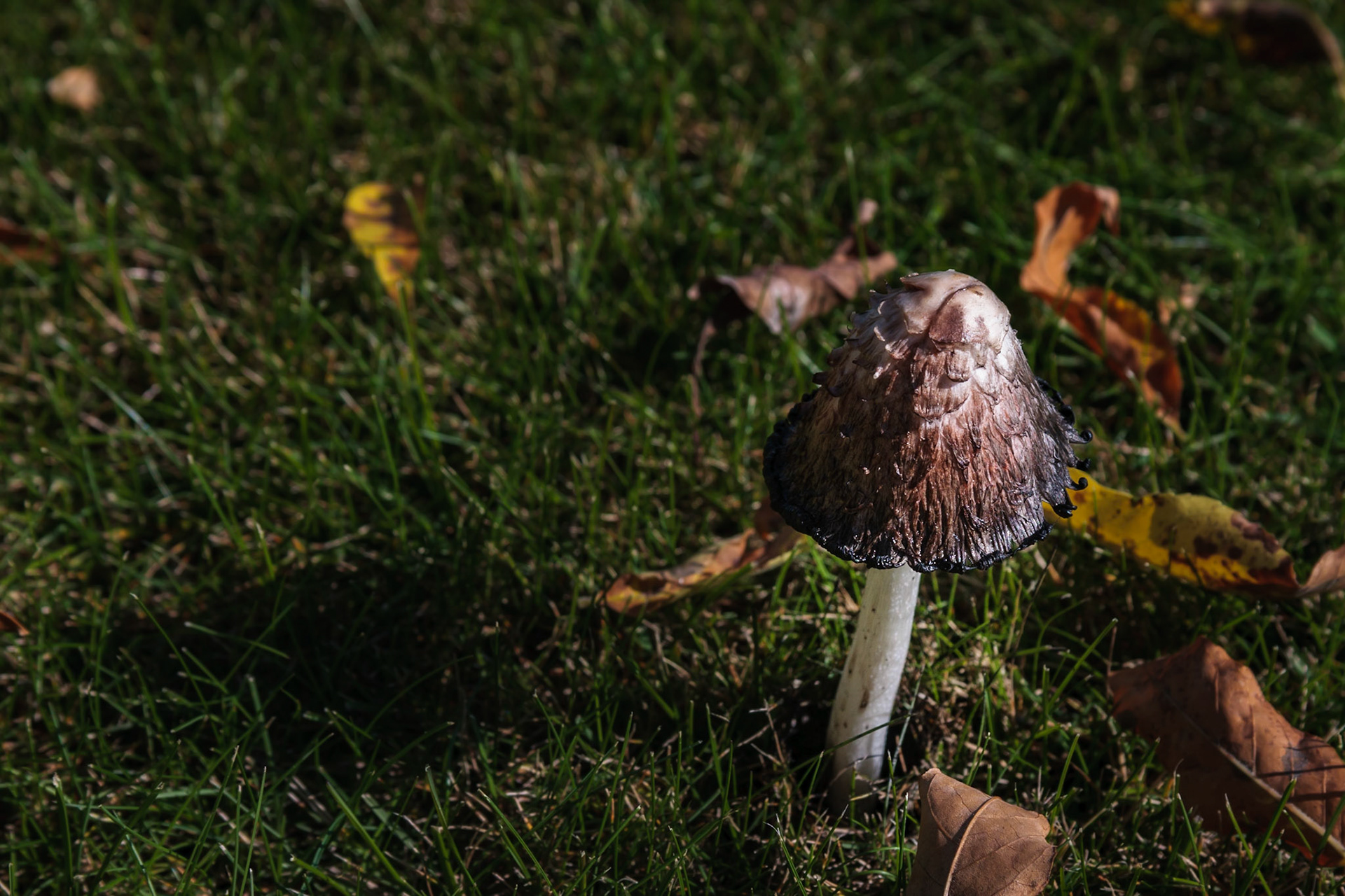 Mushroom shoot after rain - Colchester VT