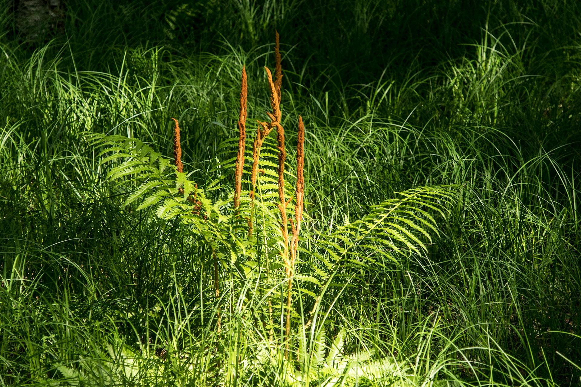 Wild Gardens of Acadia - Acadia National Park, Dessert Island, Maine